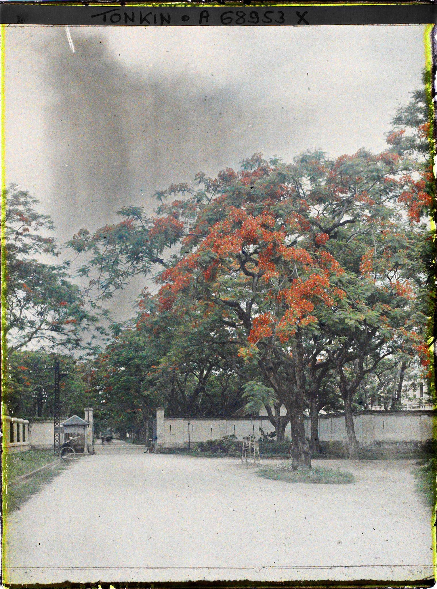 Image représentant Les flamboyants de l'avenue du Général Bichot
