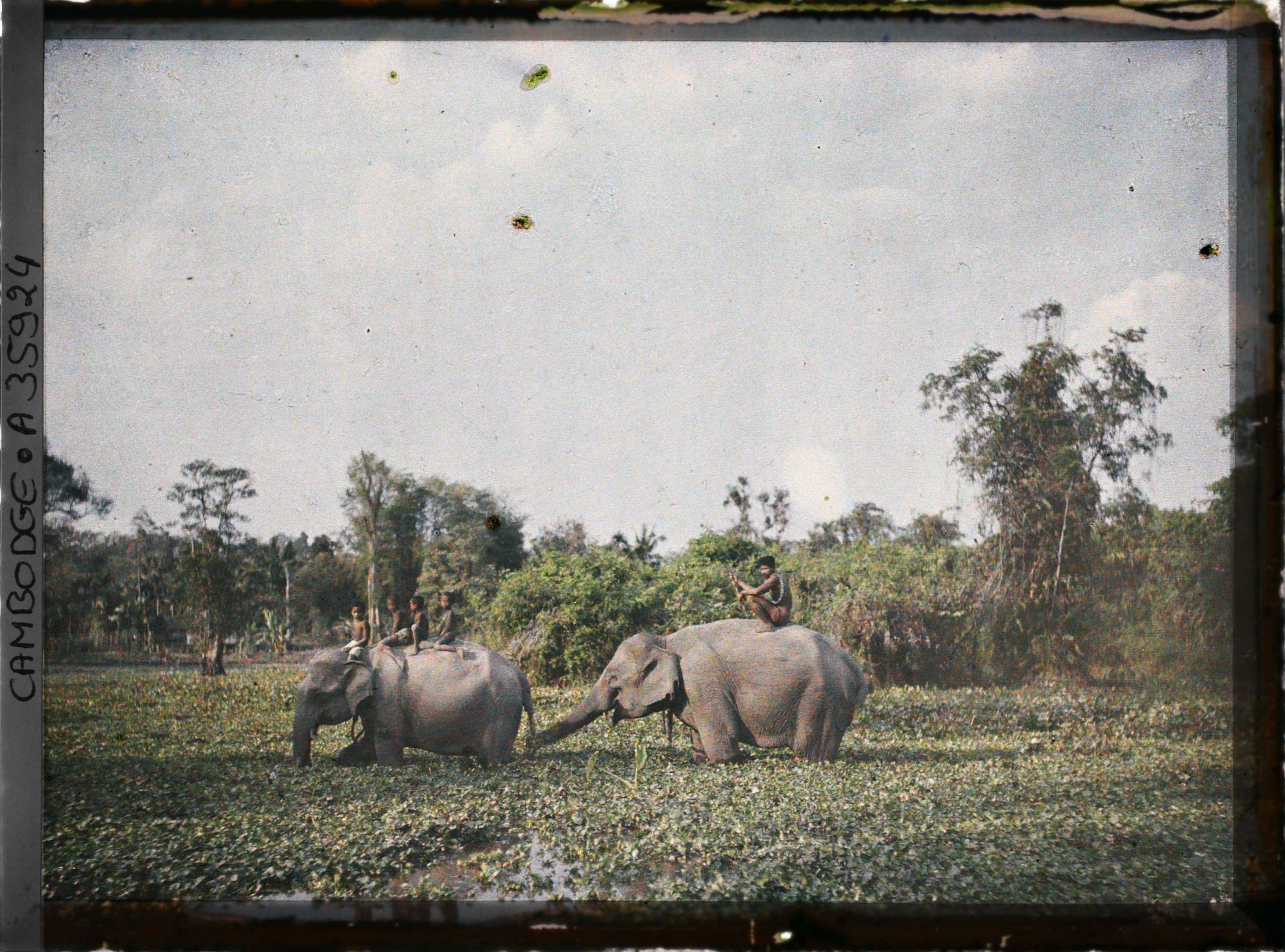 Image représentant Deux éléphants, transportant un homme et des enfants, dans un marais