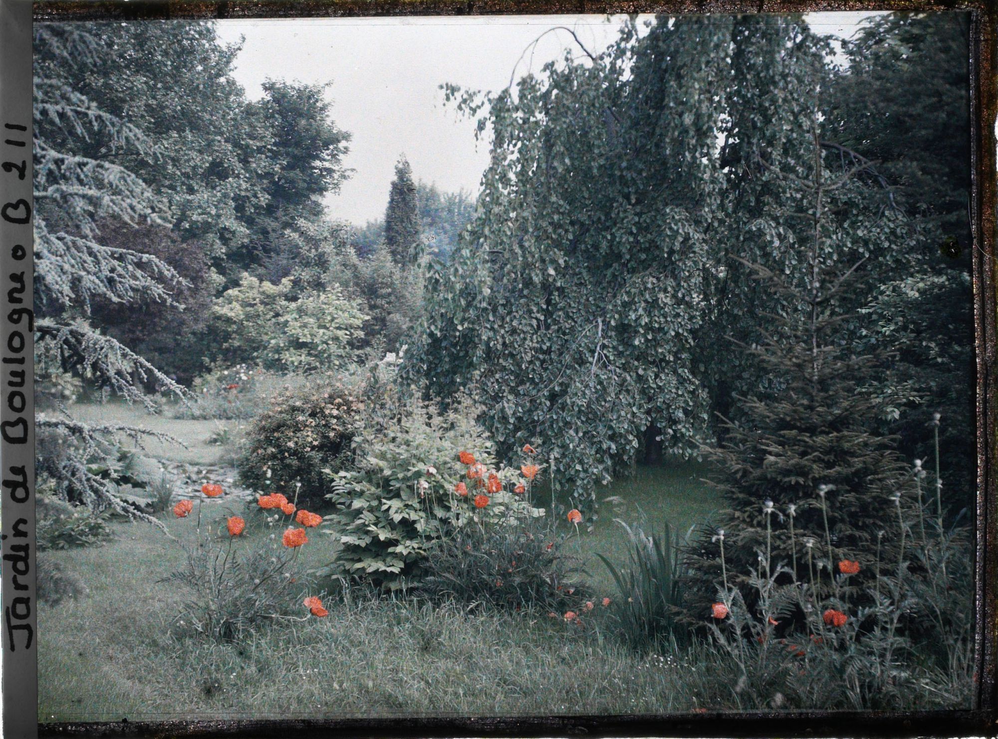 Image représentant Coquelicots bordant un " étang " du marais
