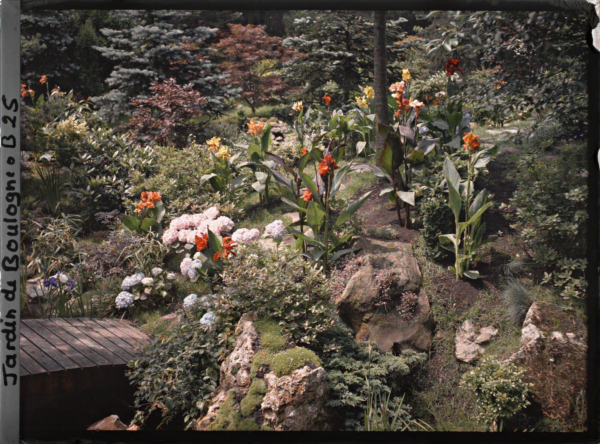 Image représentant Pont menant à une butte du " sanctuaire japonais " fleurie d'hortensias et de cannas