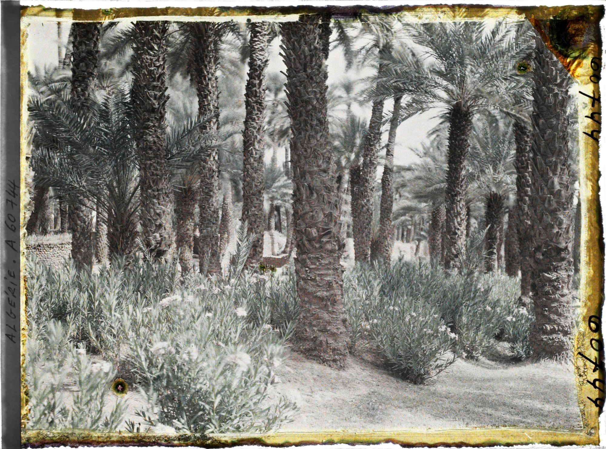 Image représentant Lauriers roses poussant au pied des palmiers