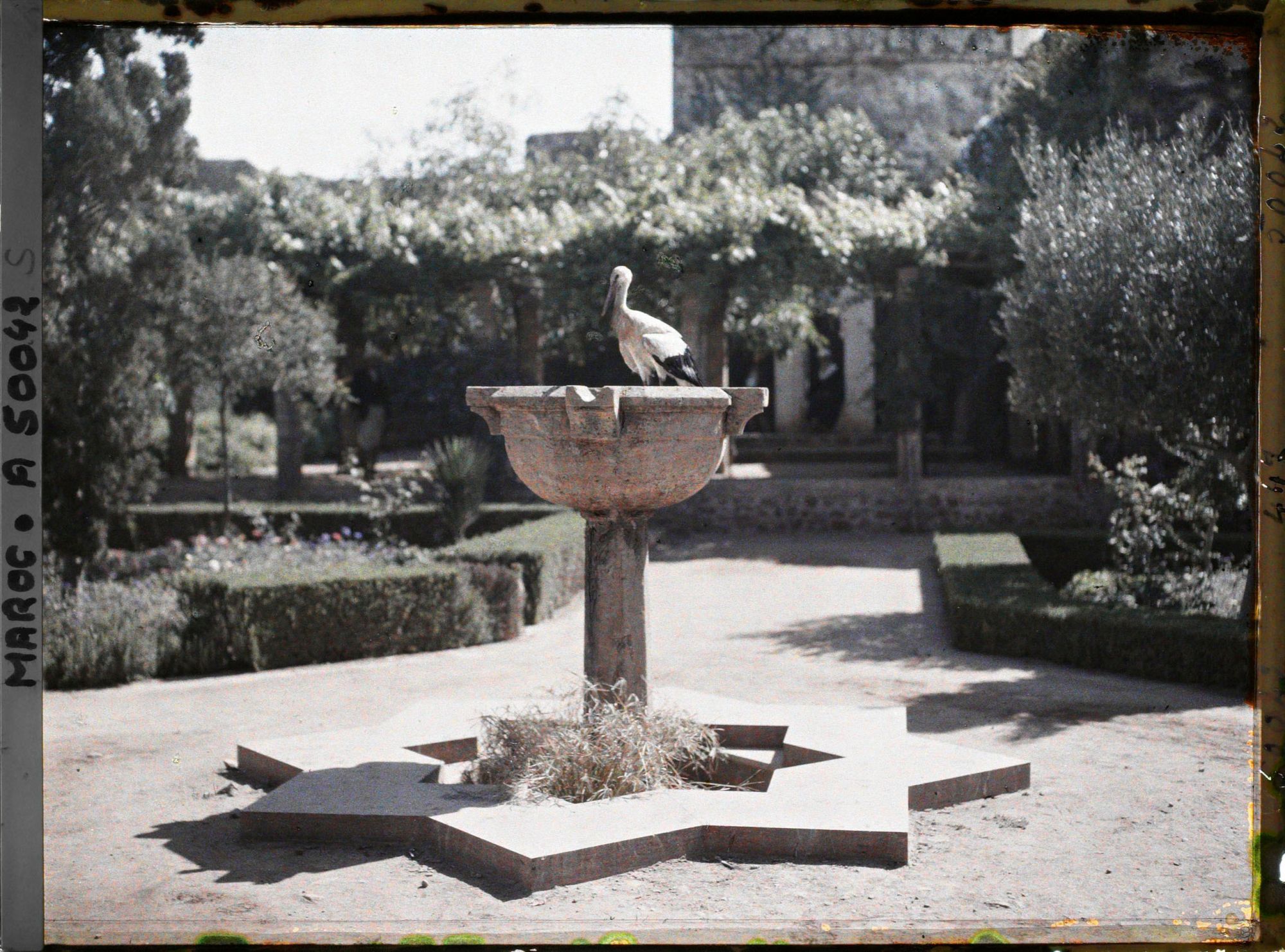 Image représentant Cigogne sur une vasque du jardin de la médersa dans la casbah des Oudaïa