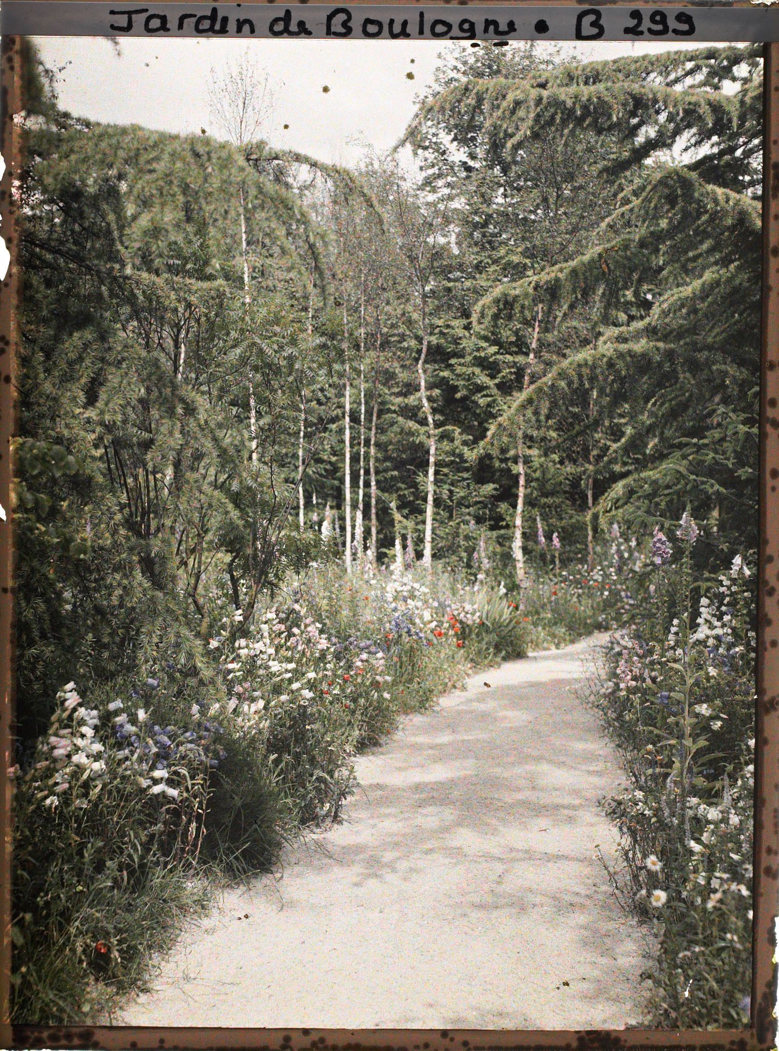Image représentant La forêt dorée et la prairie en fleurs, vues en direction de la forêt vosgienne