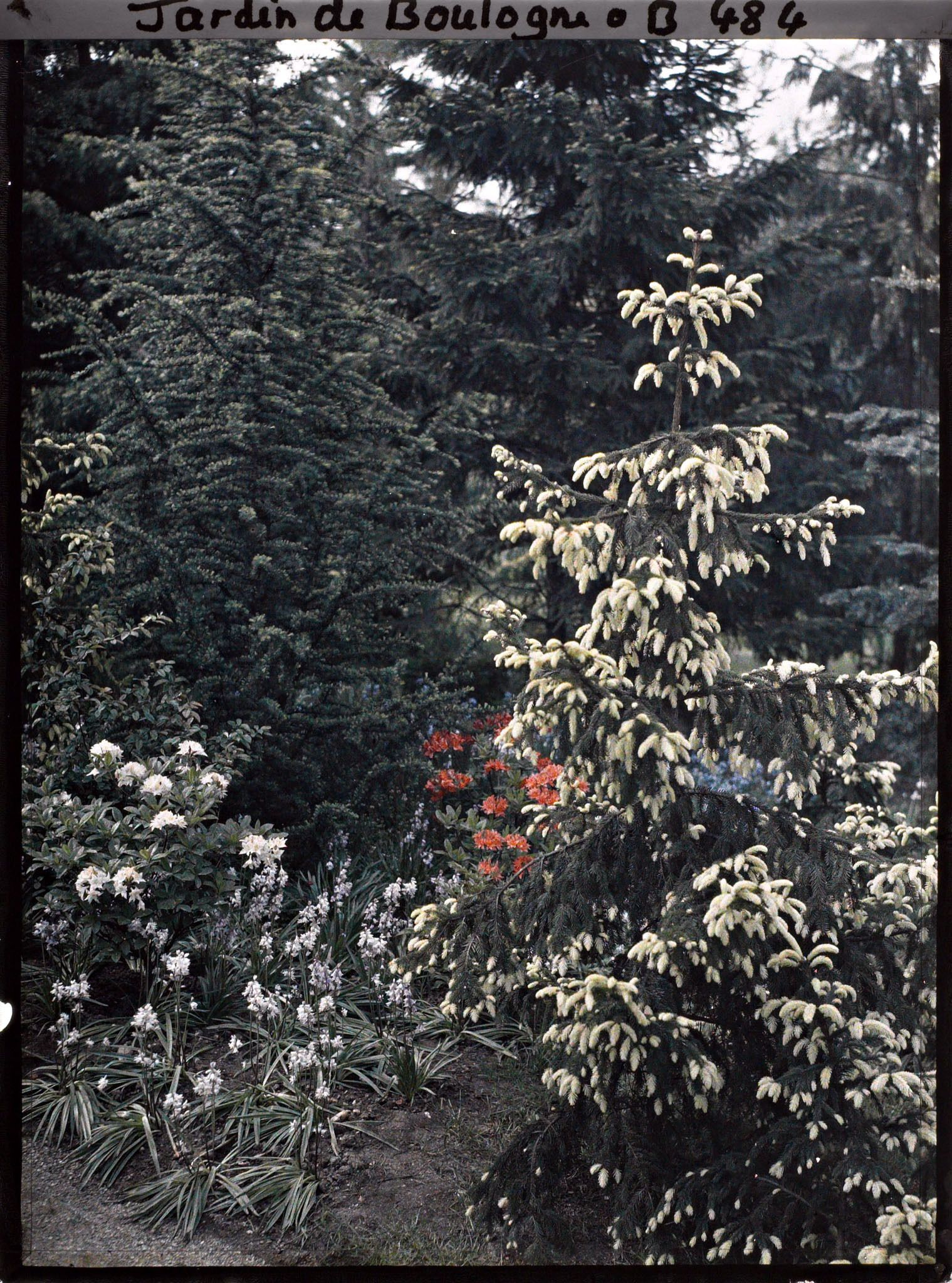 Image représentant Pointes jaunes des épicéas de la forêt dorée
