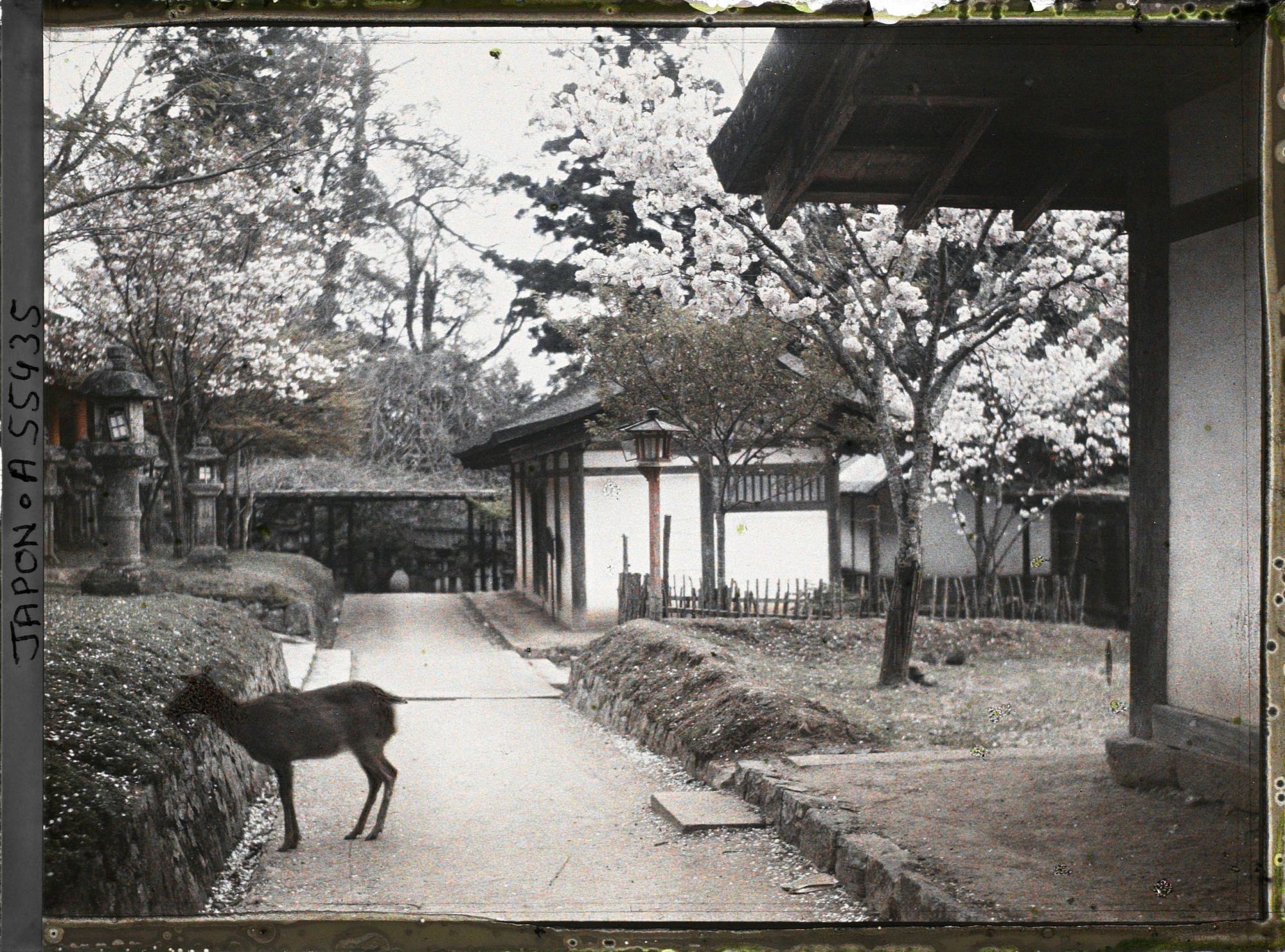 Image représentant Sanctuaire Kasuga-taisha (ou Kasuga-Jinja) : la cuisine pour les offrande (Hetsuidono) dans les dépendances du temple.