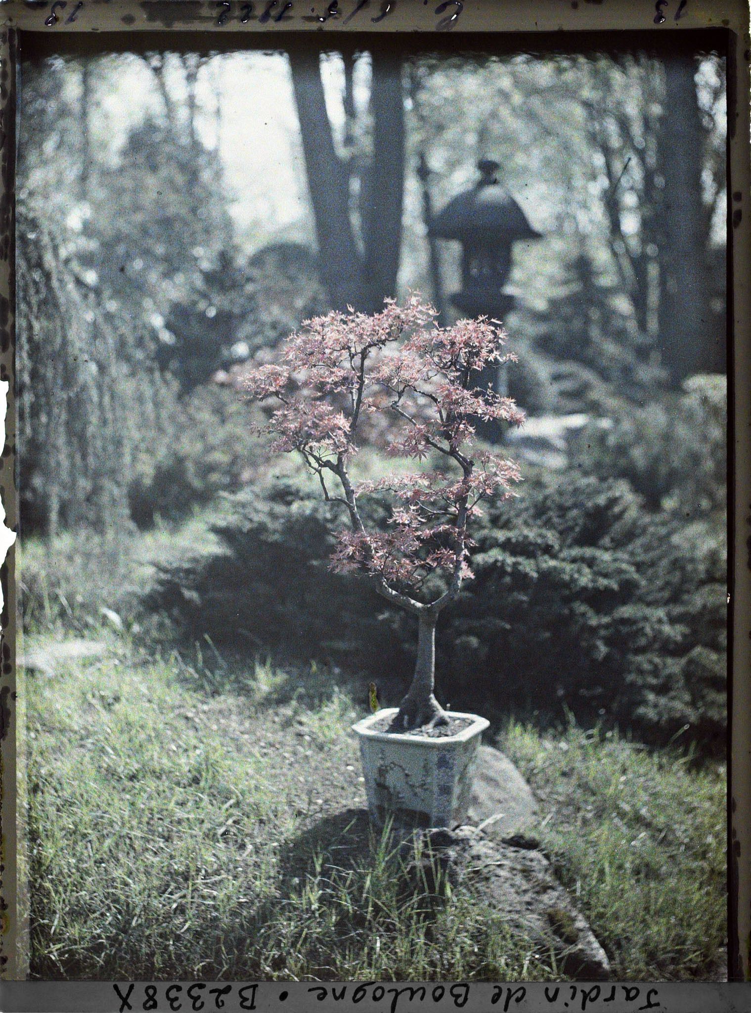 Image représentant Bonsaï d'érable rougeoyant sur une roche du " village japonais ", non loin du jardin anglais
