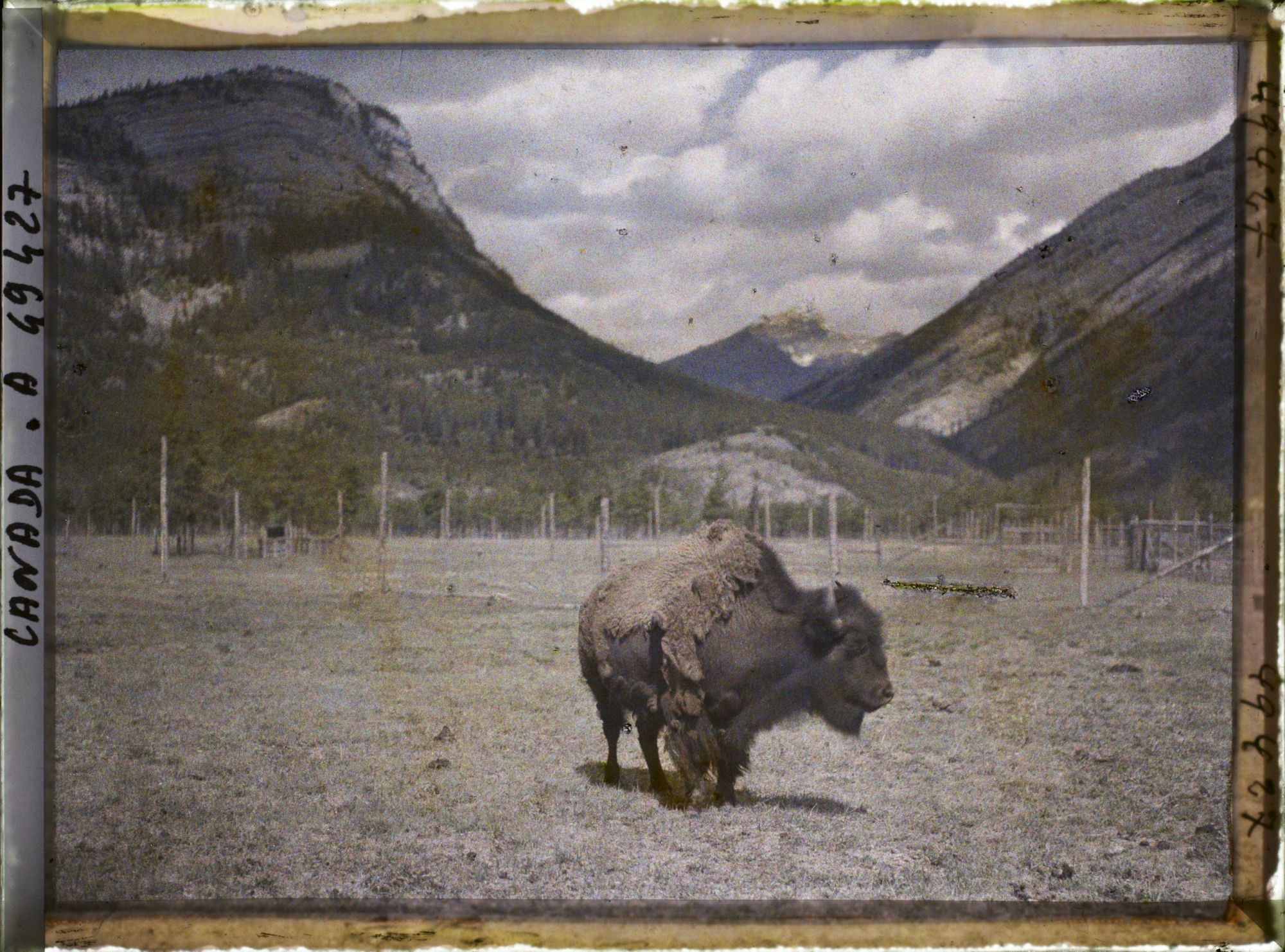 Image représentant Canada, Banff, Bison de trois quarts