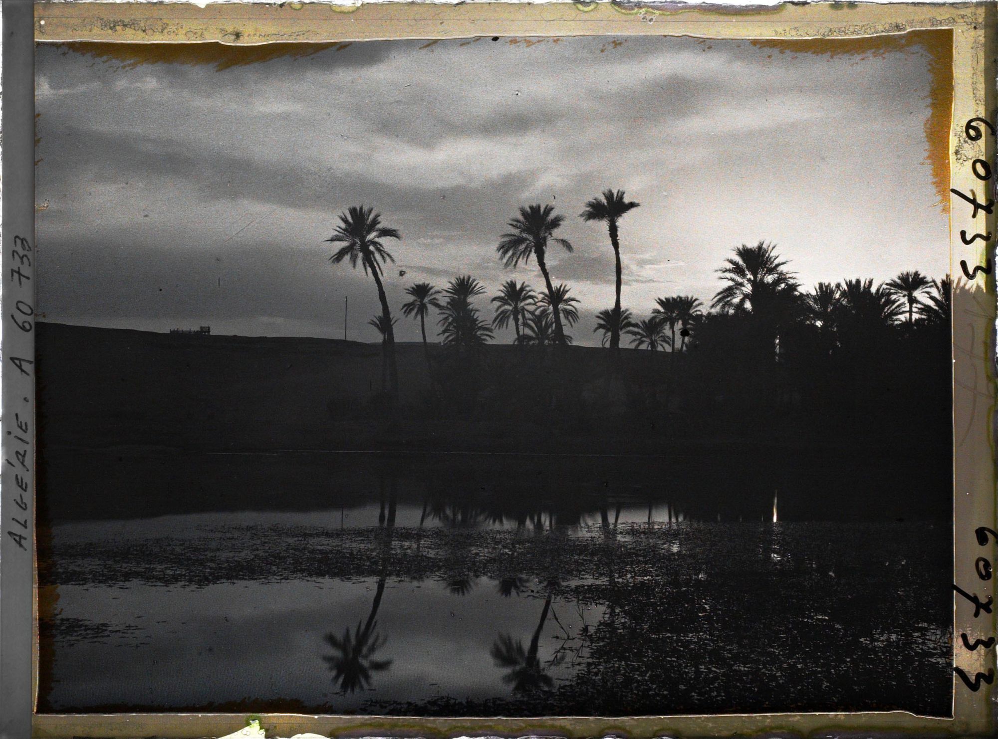 Image représentant Effet de lumière dans la palmeraie, le soir