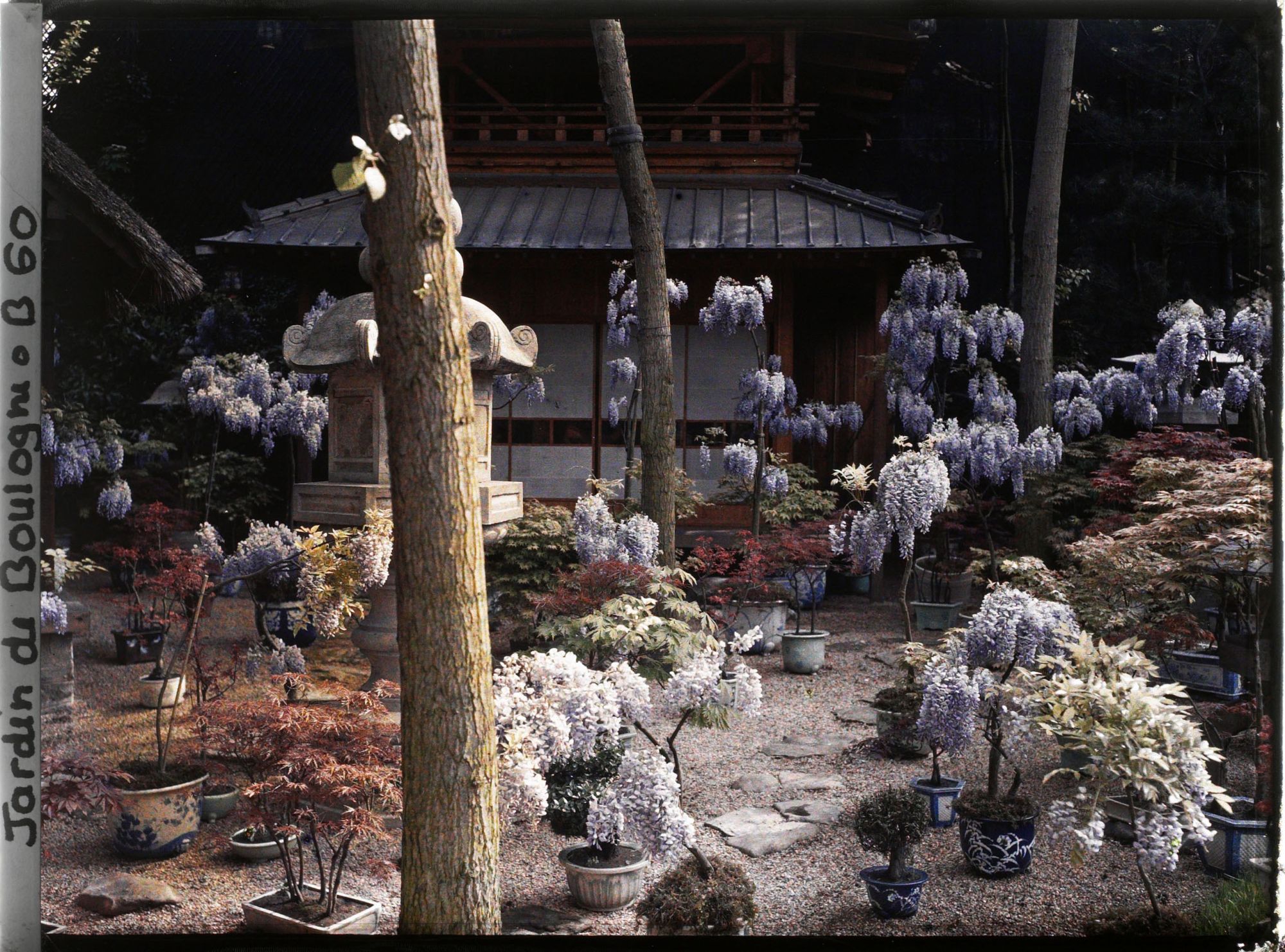 Image représentant Glycines en pots fleuries, lanternes et bonsaïs au pied de la pagode du " village japonais "