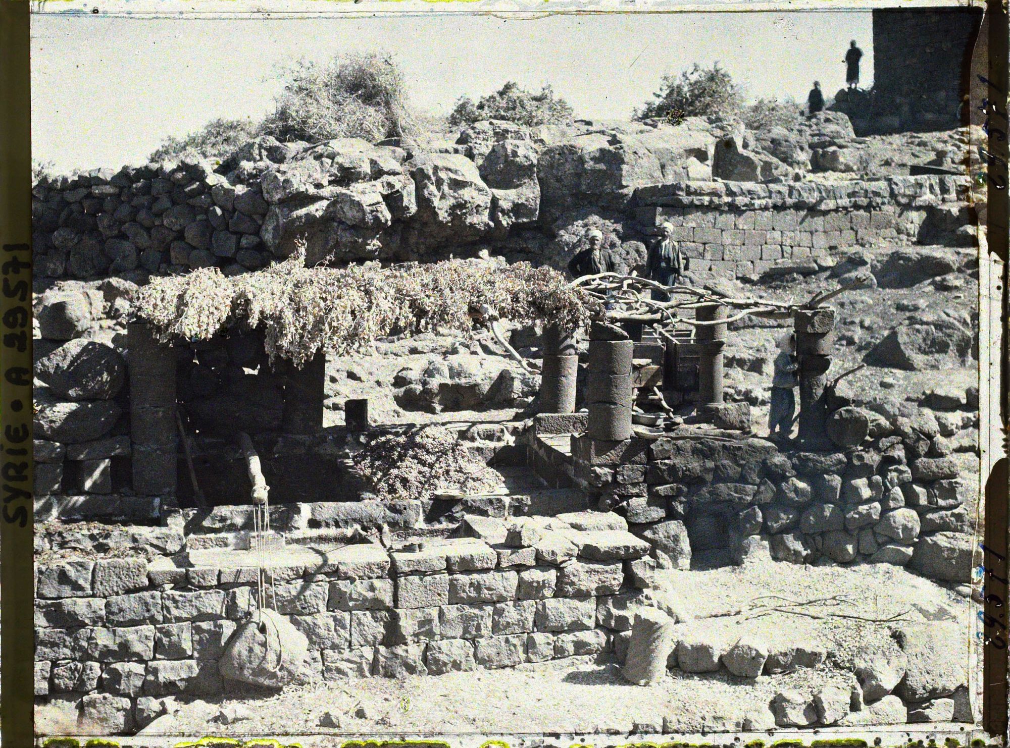 Image représentant Fabrication de la "mélasse de raisin"