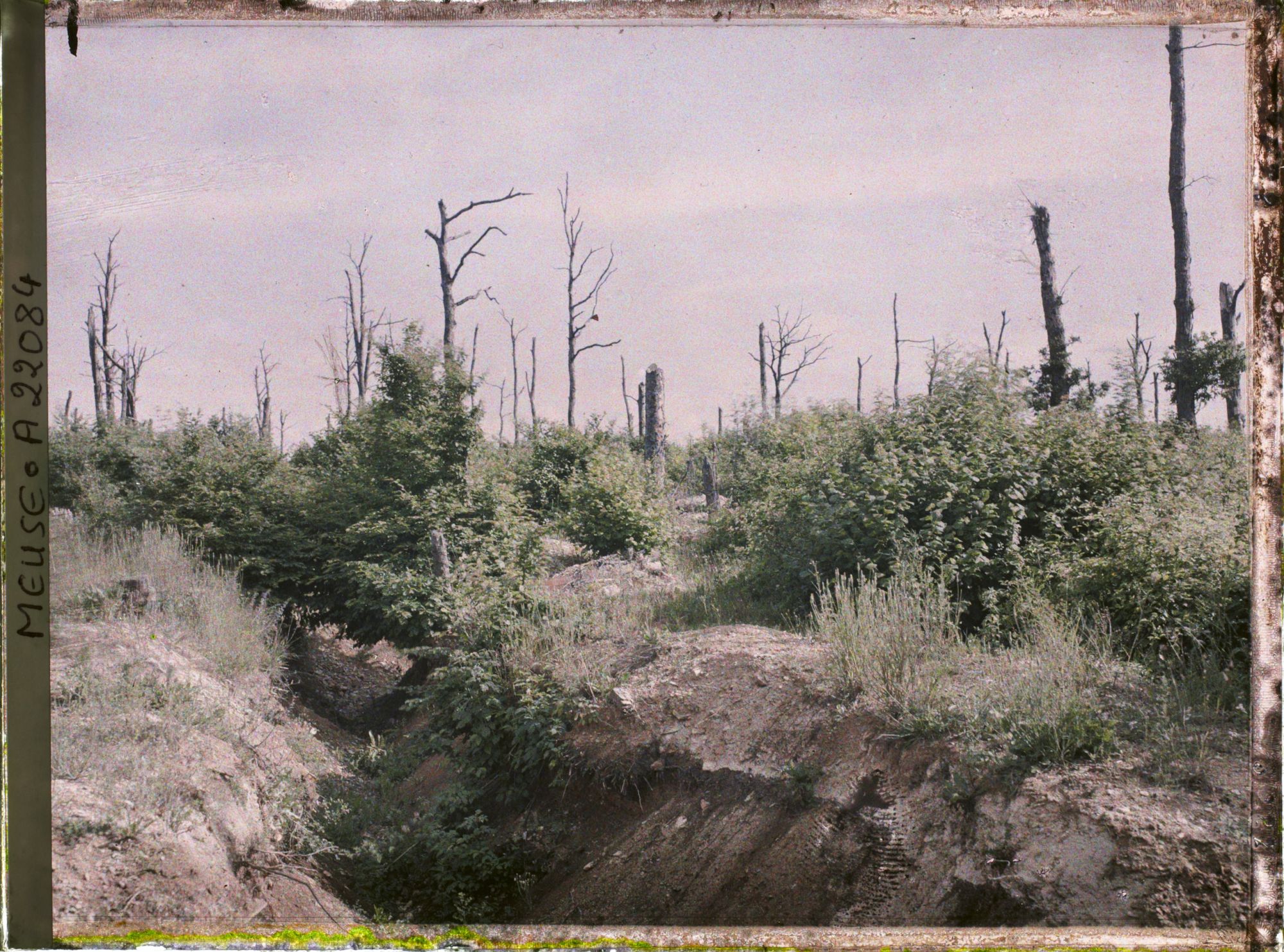 Image représentant France, Tranchées de Calonnes, Tranchée dans le Bois Haut