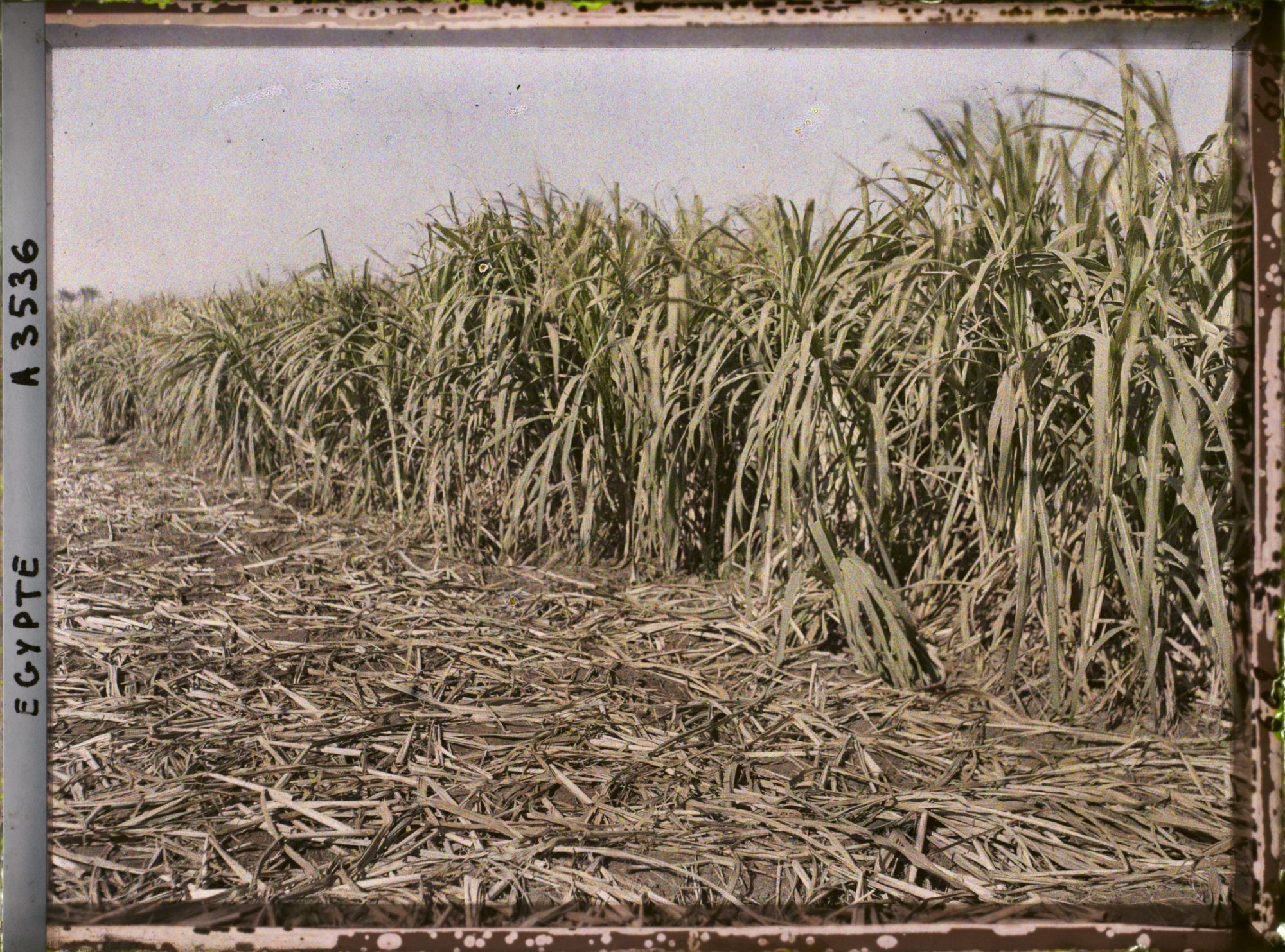 Image représentant Plantation de canne à sucre