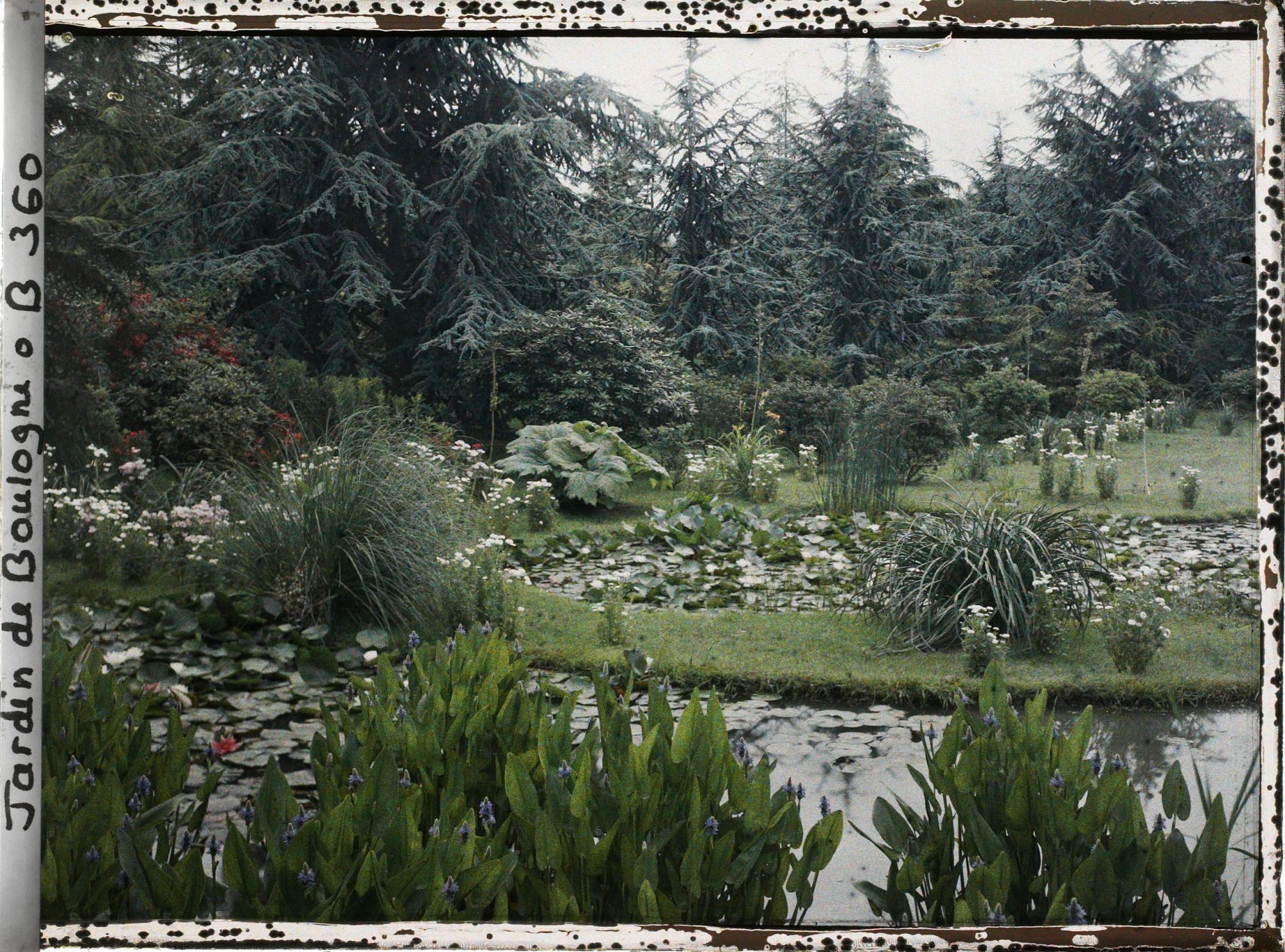 Image représentant Nénuphars et sagittaires fleuris dans les bassins du marais, vus du nord-ouest en direction de la forêt bleue