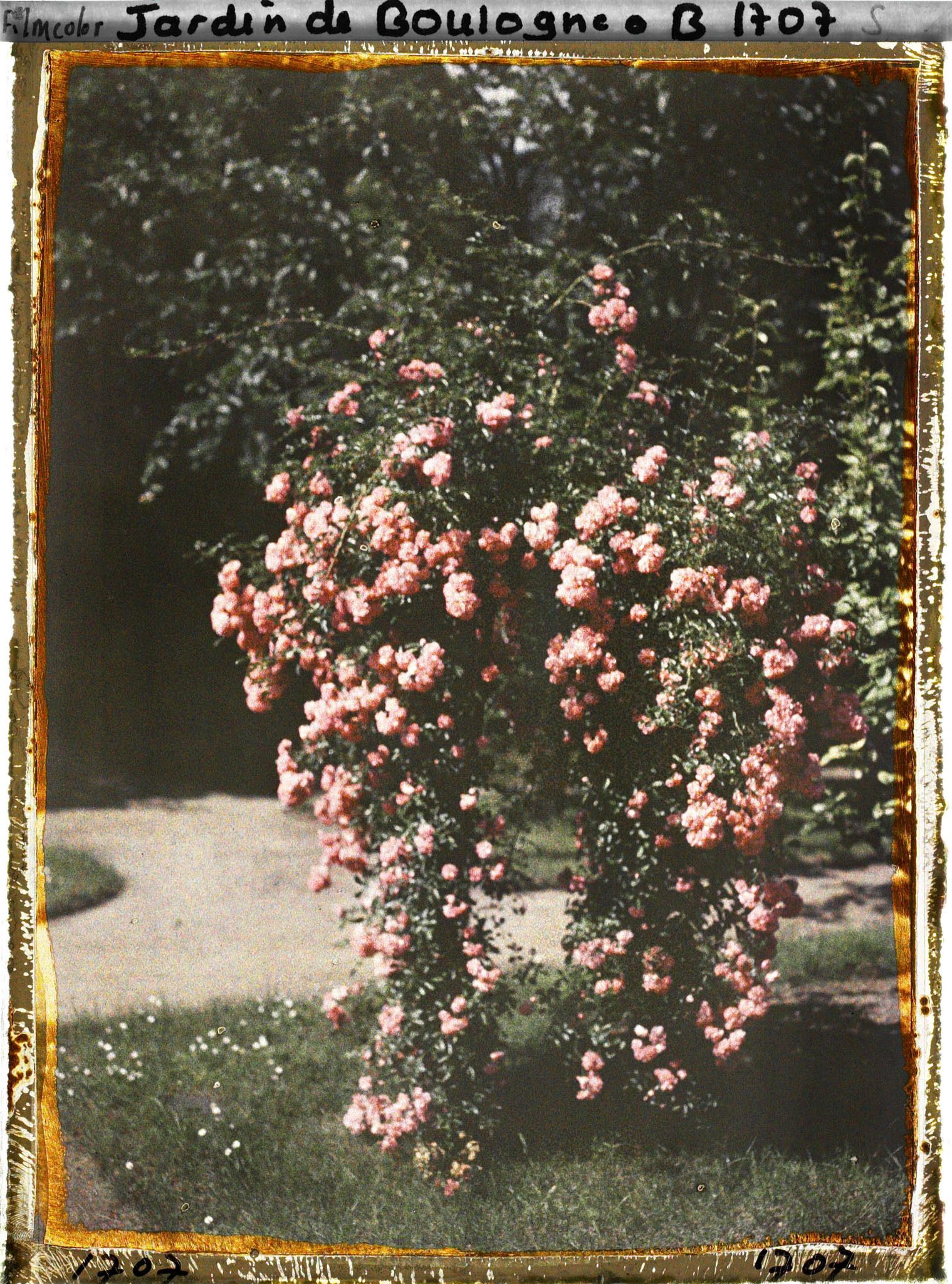 Image représentant Rosier(s) pleureur(s) ornant une plate-bande gazonnée du verger-roseraie, près du jardin japonais ?