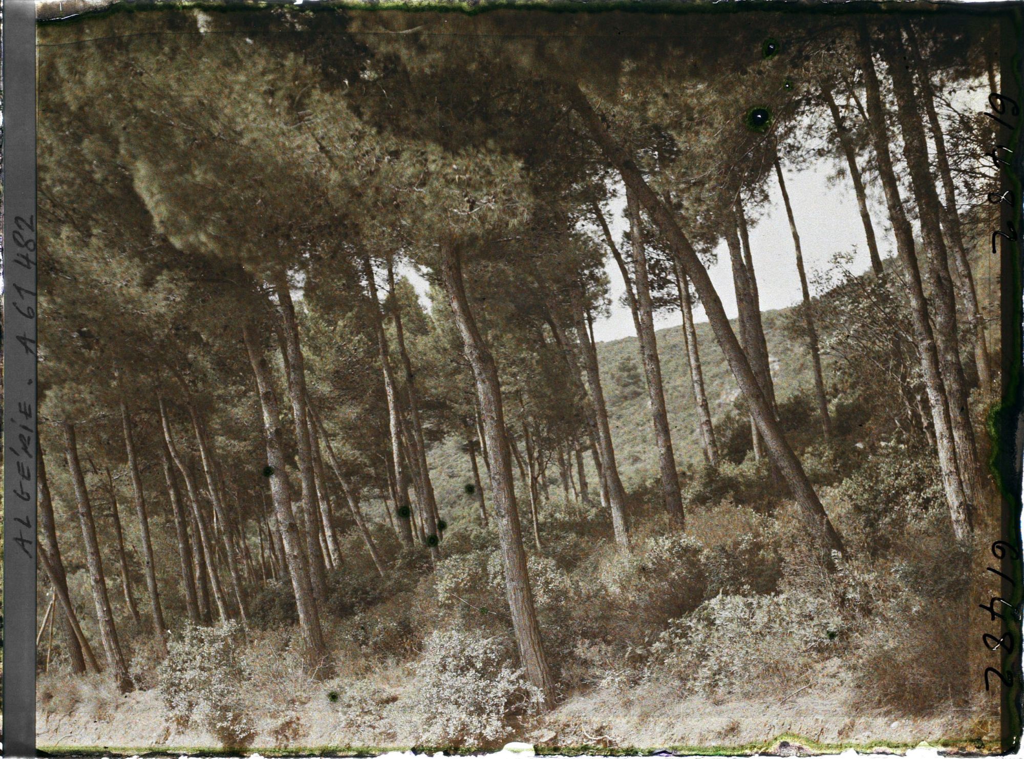 Image représentant Sous-bois de pins maritimes sur les pentes du Djebel Gouraya