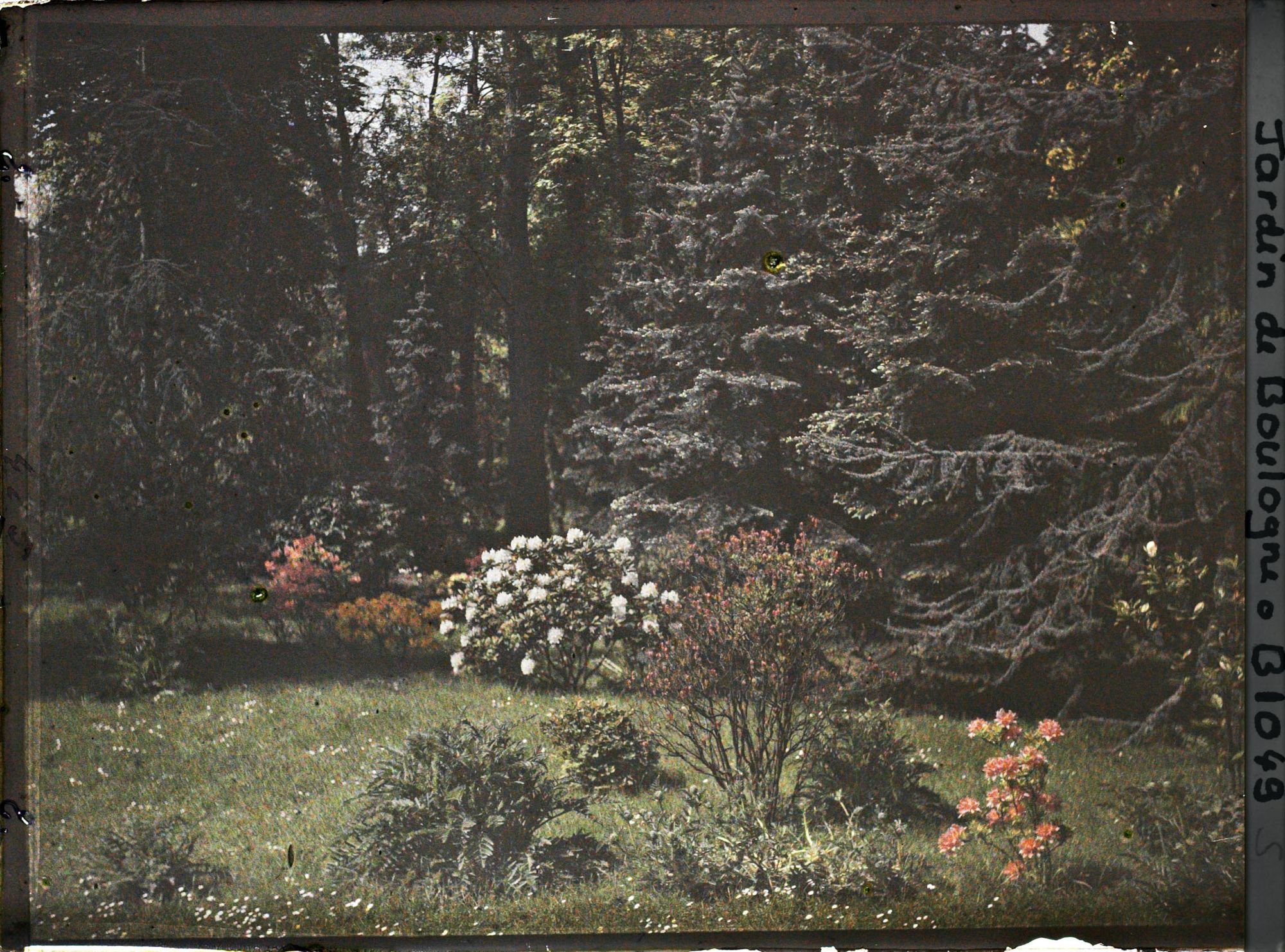 Image représentant Azalées et rhodos près de la forêt bleue
