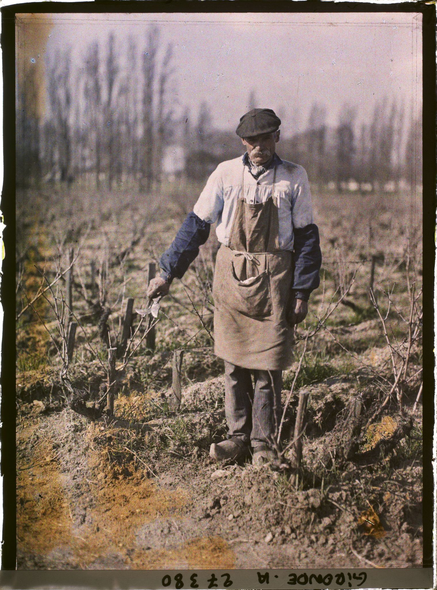 Image représentant France, Blanquefort, Ouvrier occupé à tailler la Vigne (Coupe de janvier)