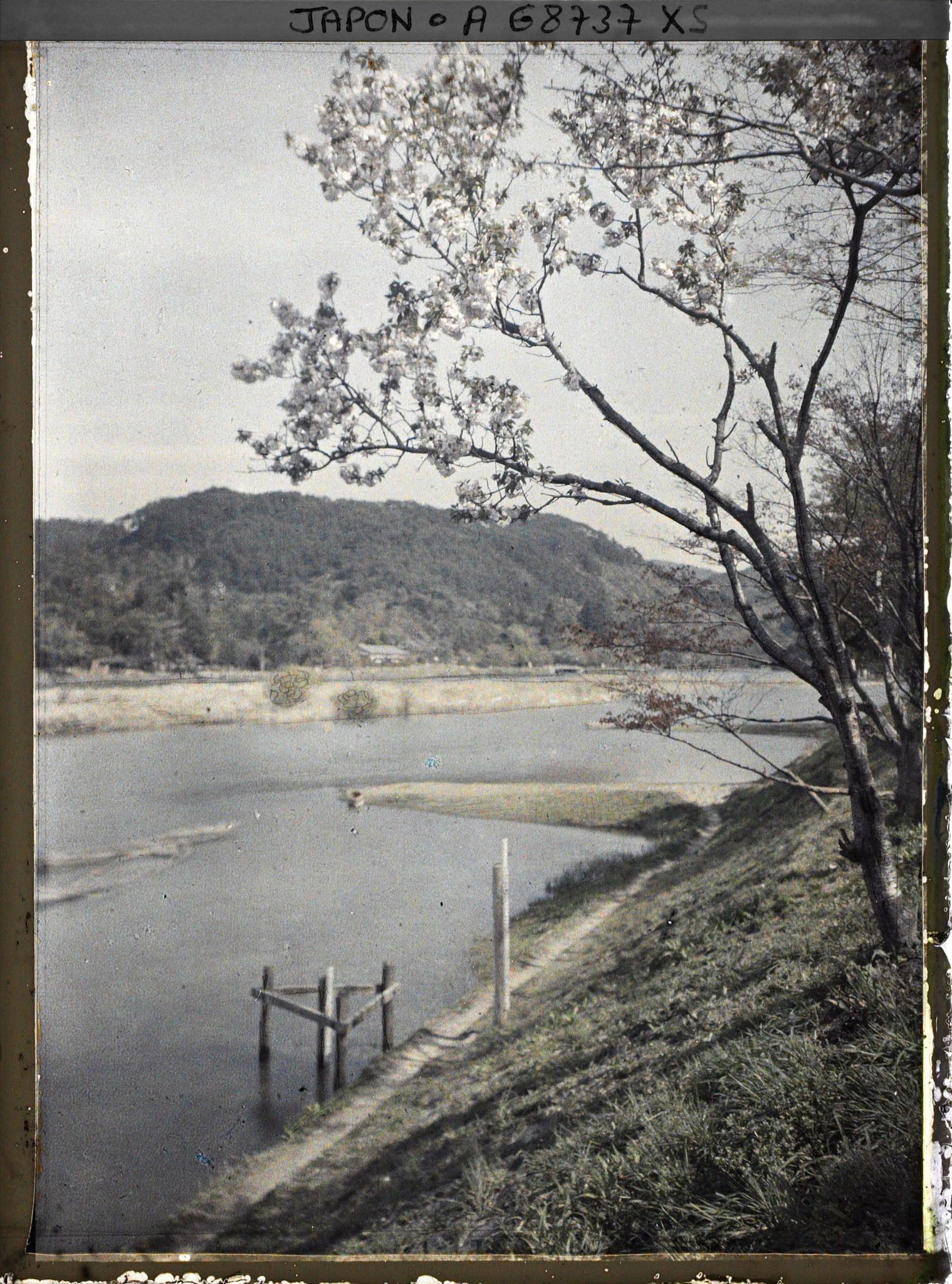 Image représentant Cerisiers en fleurs sur les rives de l'Ujigawa (rivière Uji)
