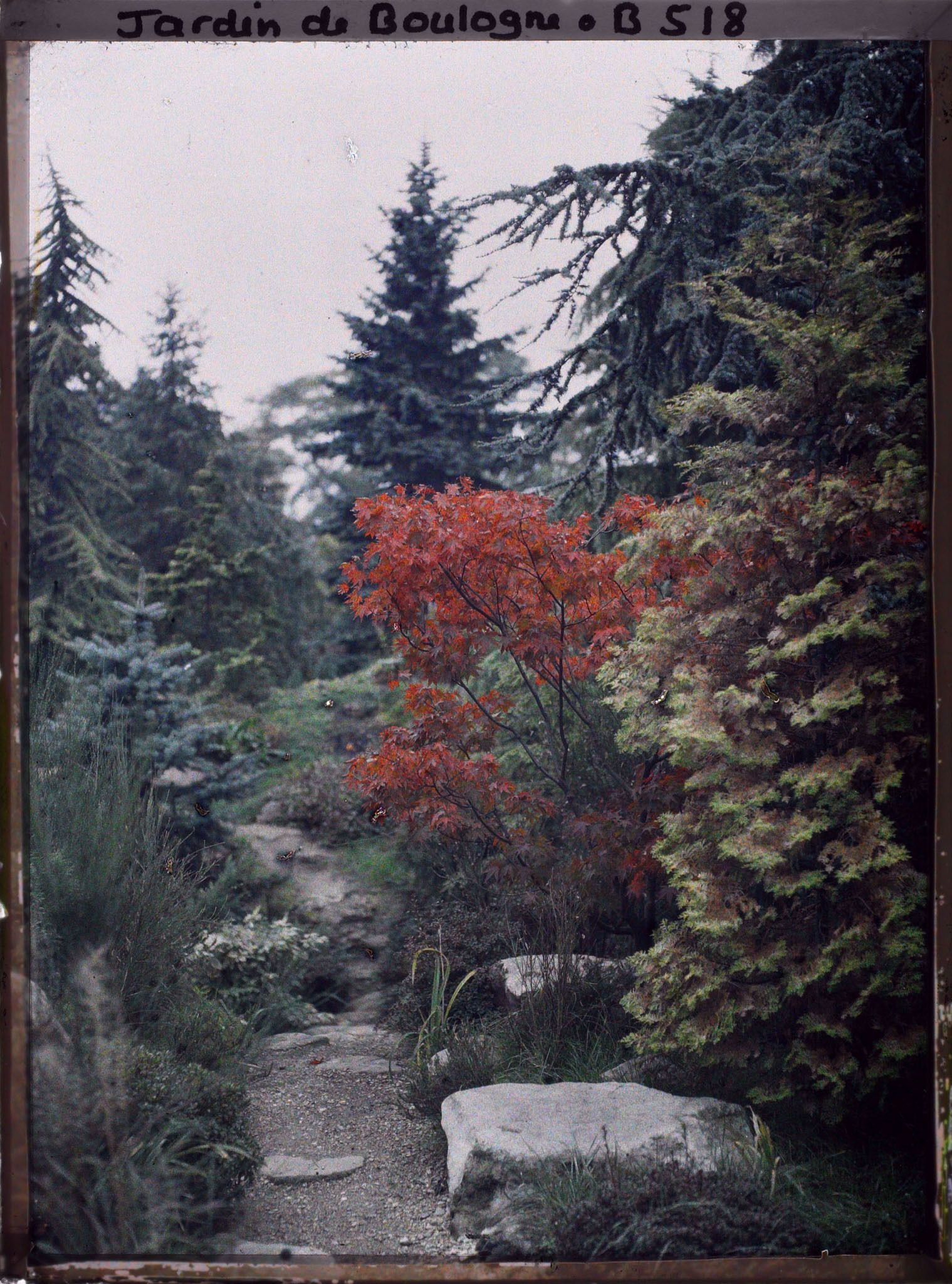 Image représentant Érable rouge au bord d'un chemin du " sanctuaire japonais ", encore proche du " village japonais "