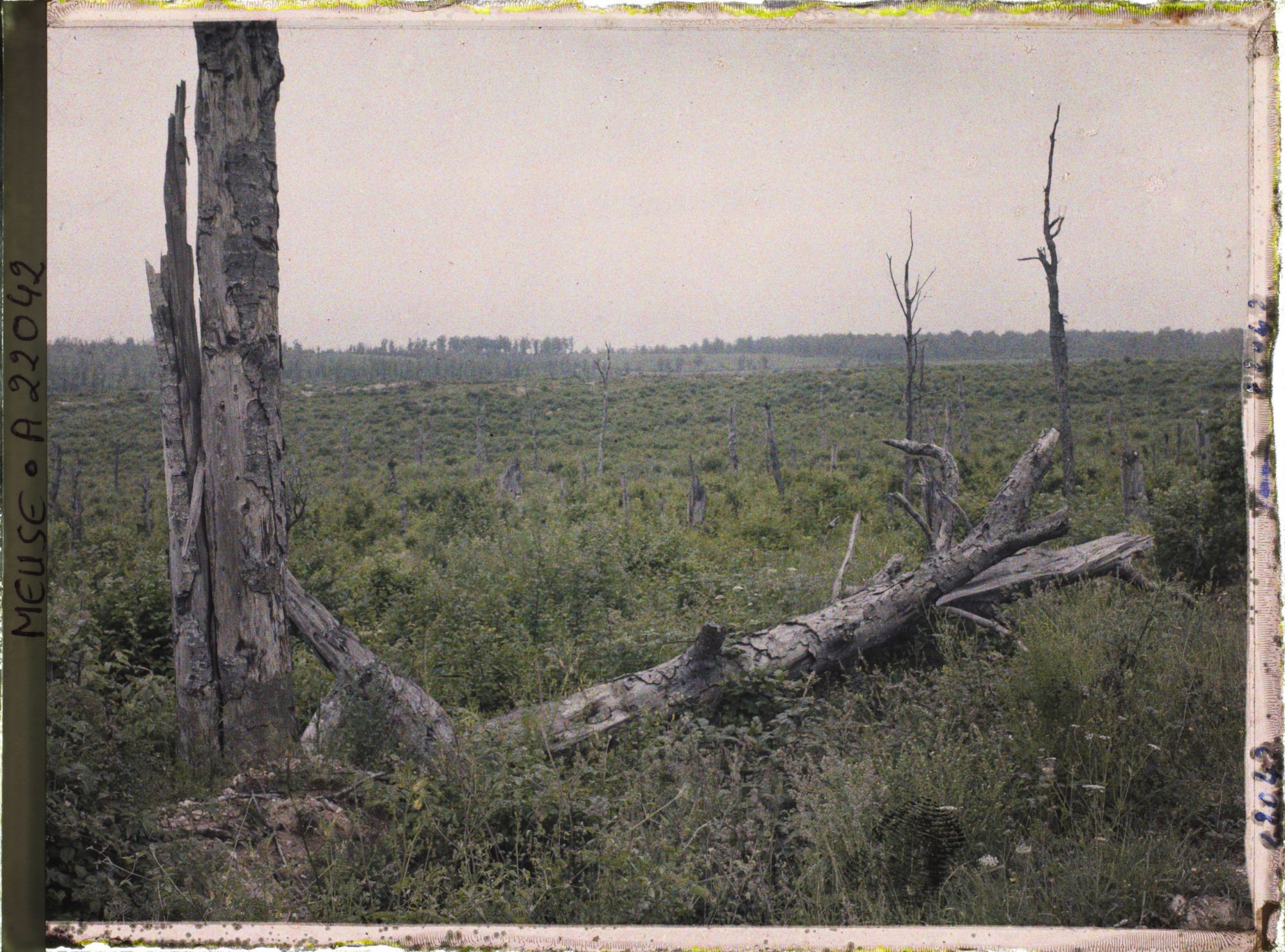 Image représentant France, Bois Brûlé, Le terrain en avant de la Tête-à-Vache