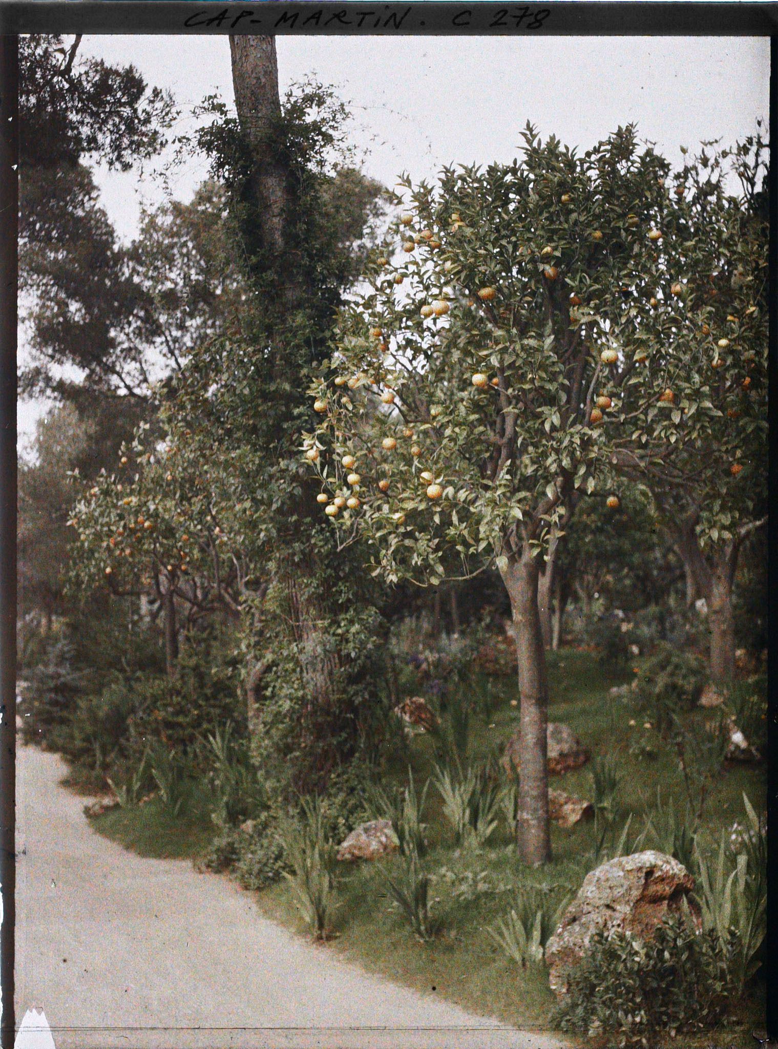 Image représentant Cap-Martin - Le Jardin