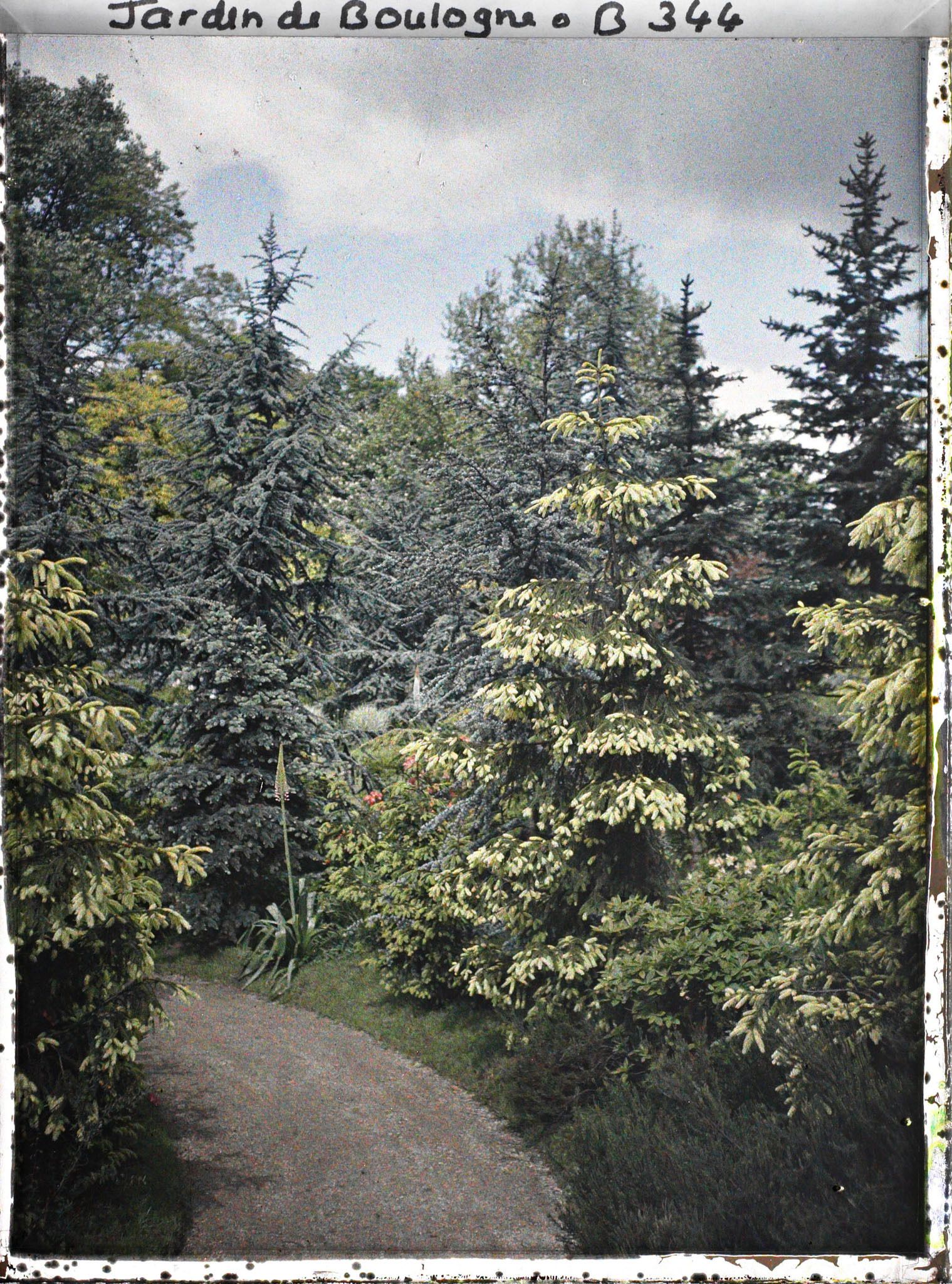 Image représentant Les épicéas de la forêt dorée vus en direction de la forêt bleue