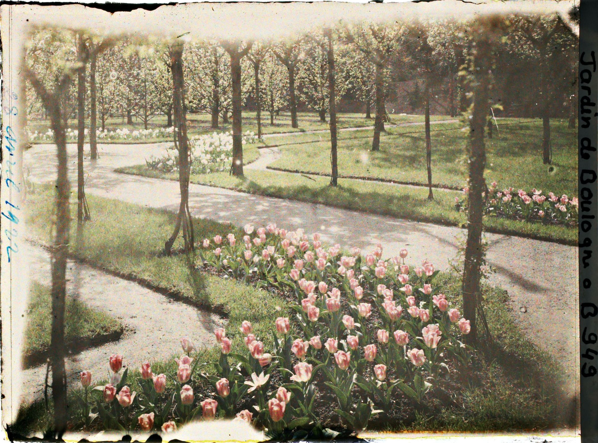 Image représentant Partie sud-ouest du verger-roseraie vue à proximité de l'axe central, en direction du jardin japonais