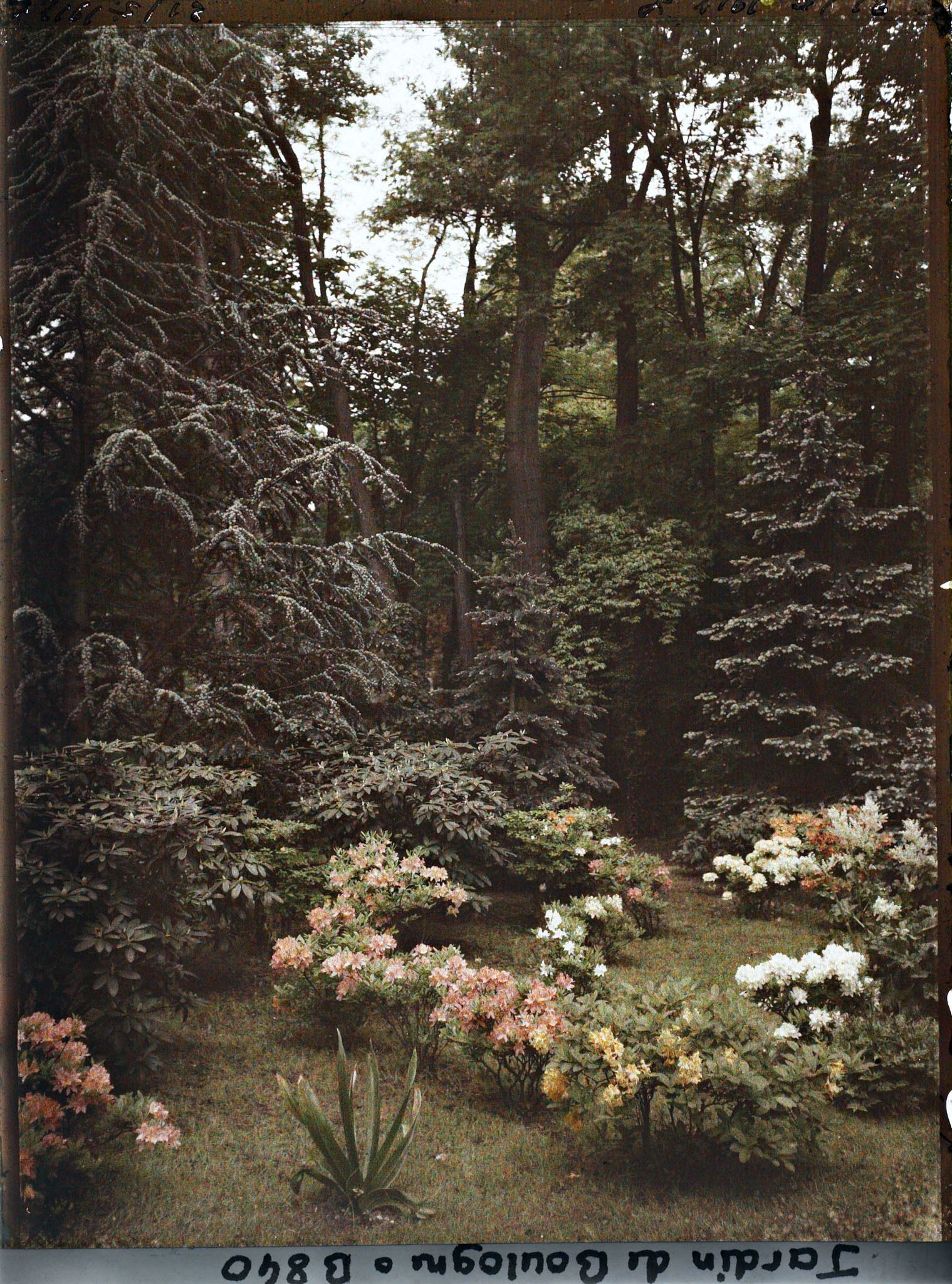 Image représentant Azalées près du marais, en bordure de la forêt dorée