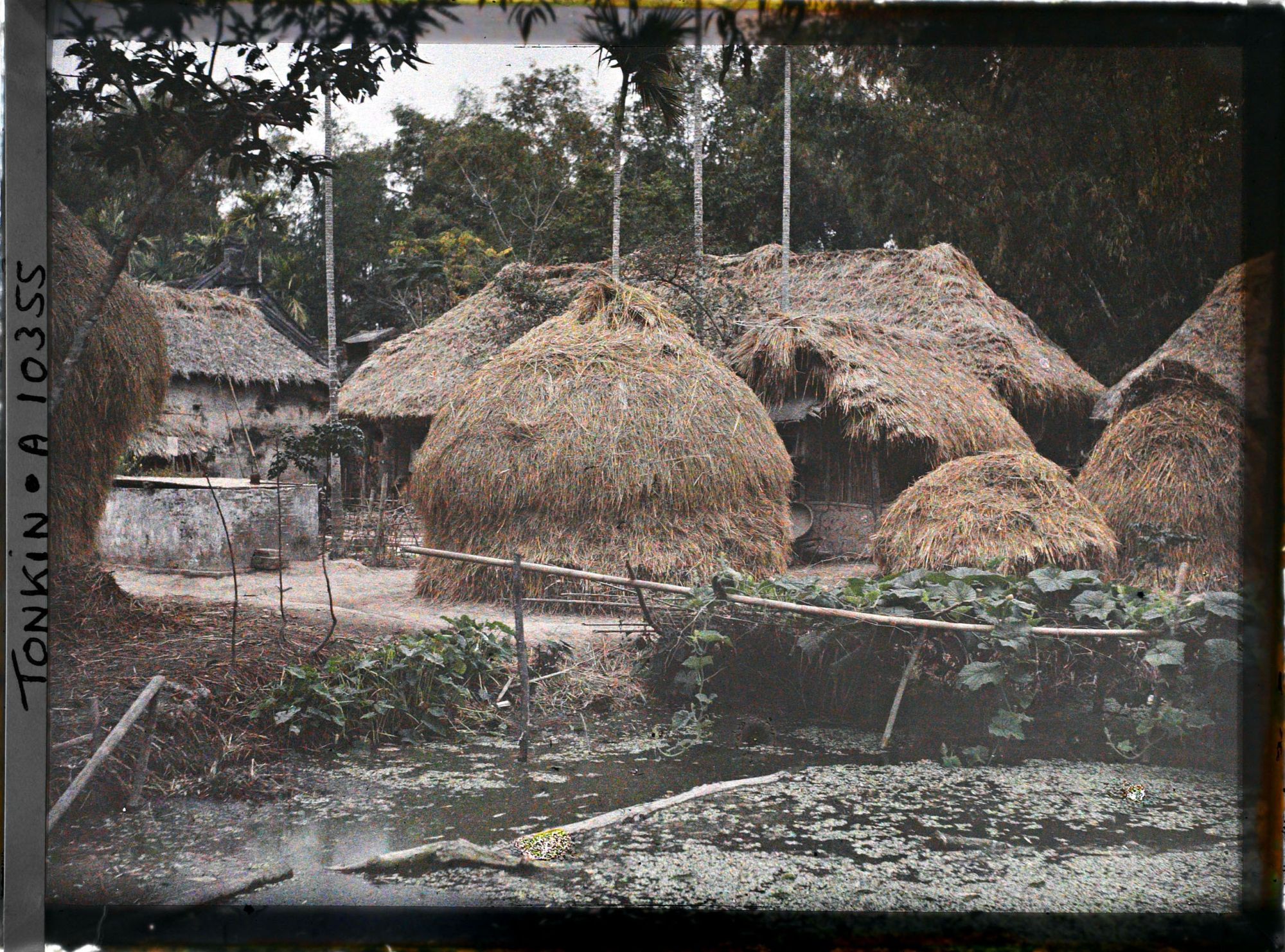 Image représentant Des meules de paille de riz et une mare recouverte de liseron d'eau dans un village
