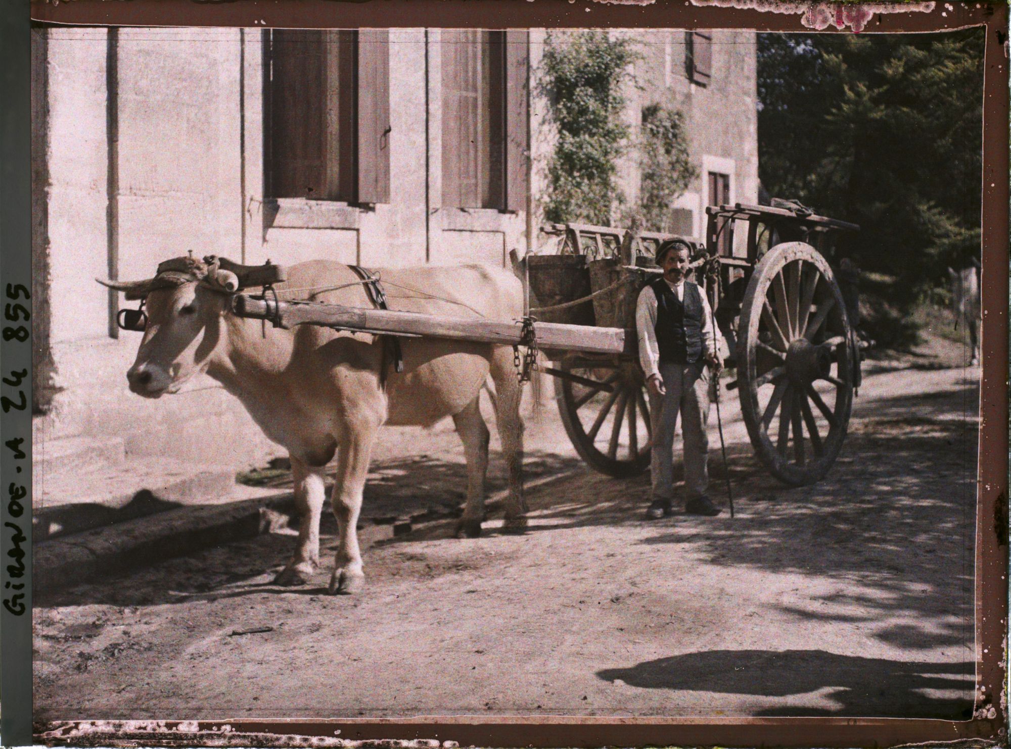 Image représentant Attelage de boeuf dans la cour du Château Pavie