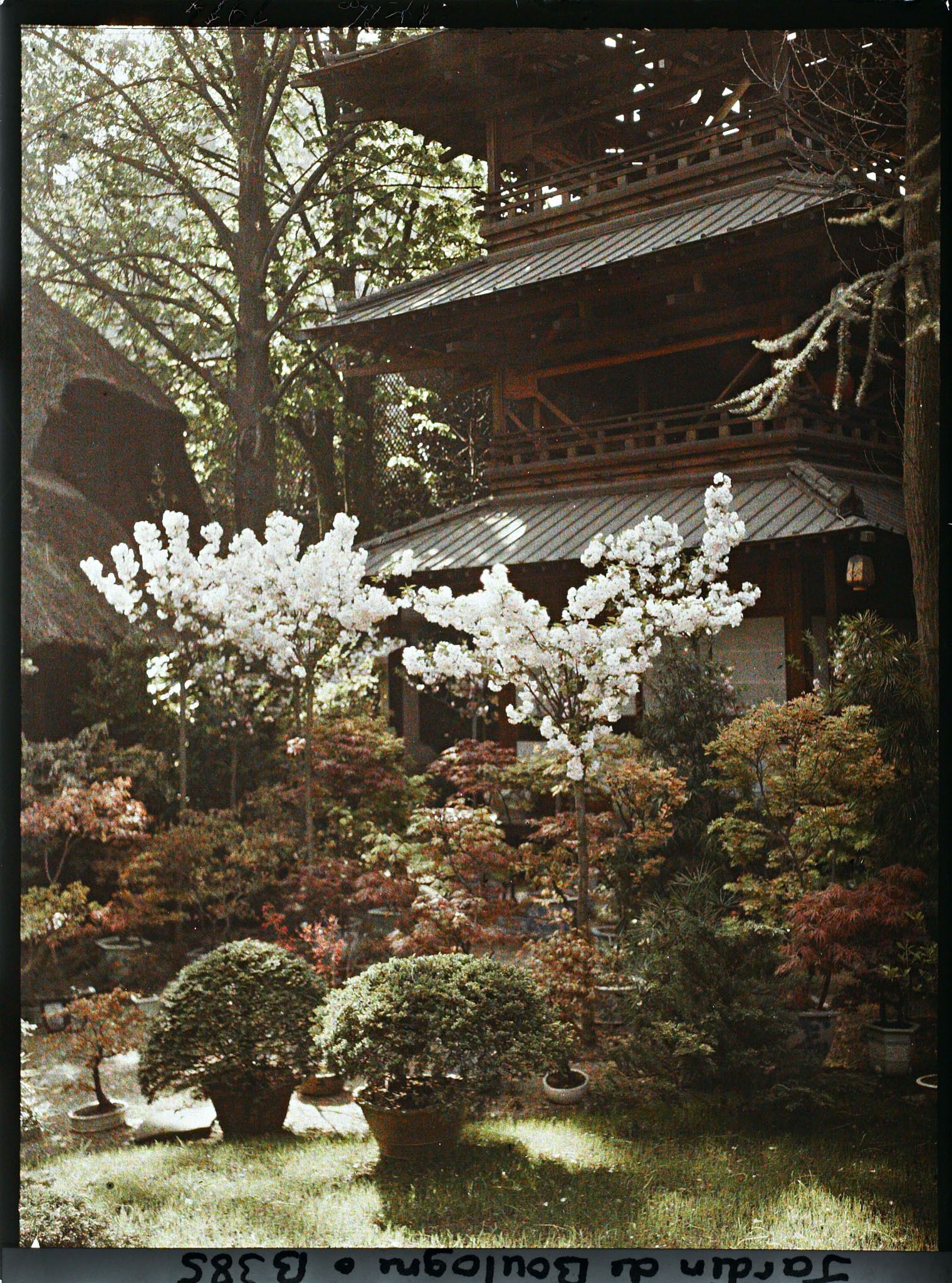 Image représentant Bonsaïs et cerisiers en fleurs au pied de la pagode, près de la laiterie du jardin anglais