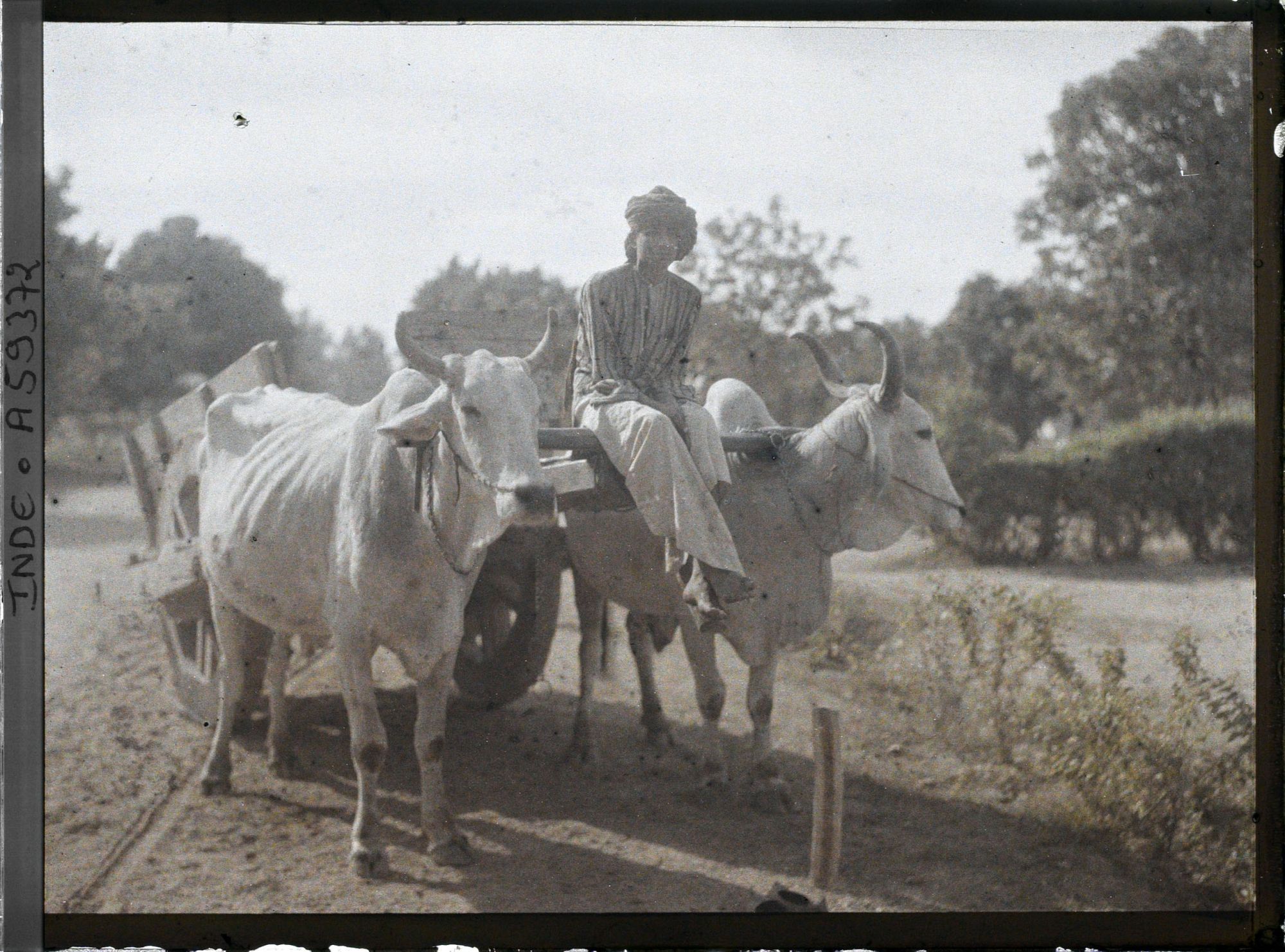 Image représentant Un attelage à deux boeufs dans le parc du palais