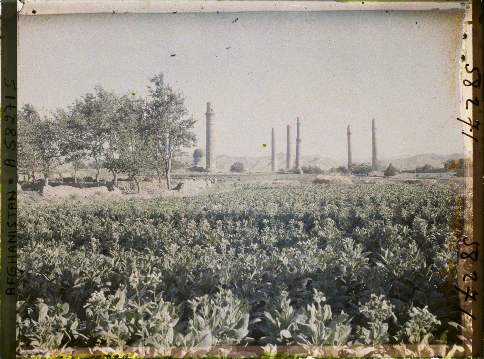 Image représentant L'ensemble de Gawhar-Châd : le dôme du mausolée, un minaret de la Musalla, un minaret de l'entrée de la Madrassa et les minarets de la Madrasa Ni'Matiye