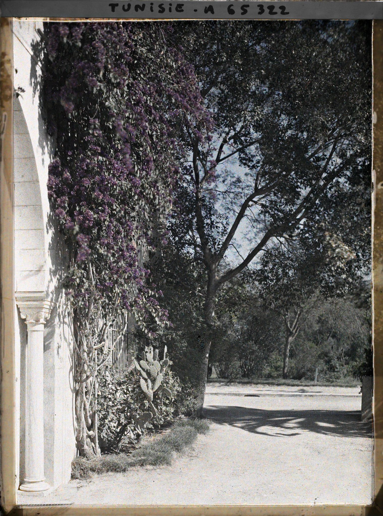 Image représentant Les jardins du palais du Bardo