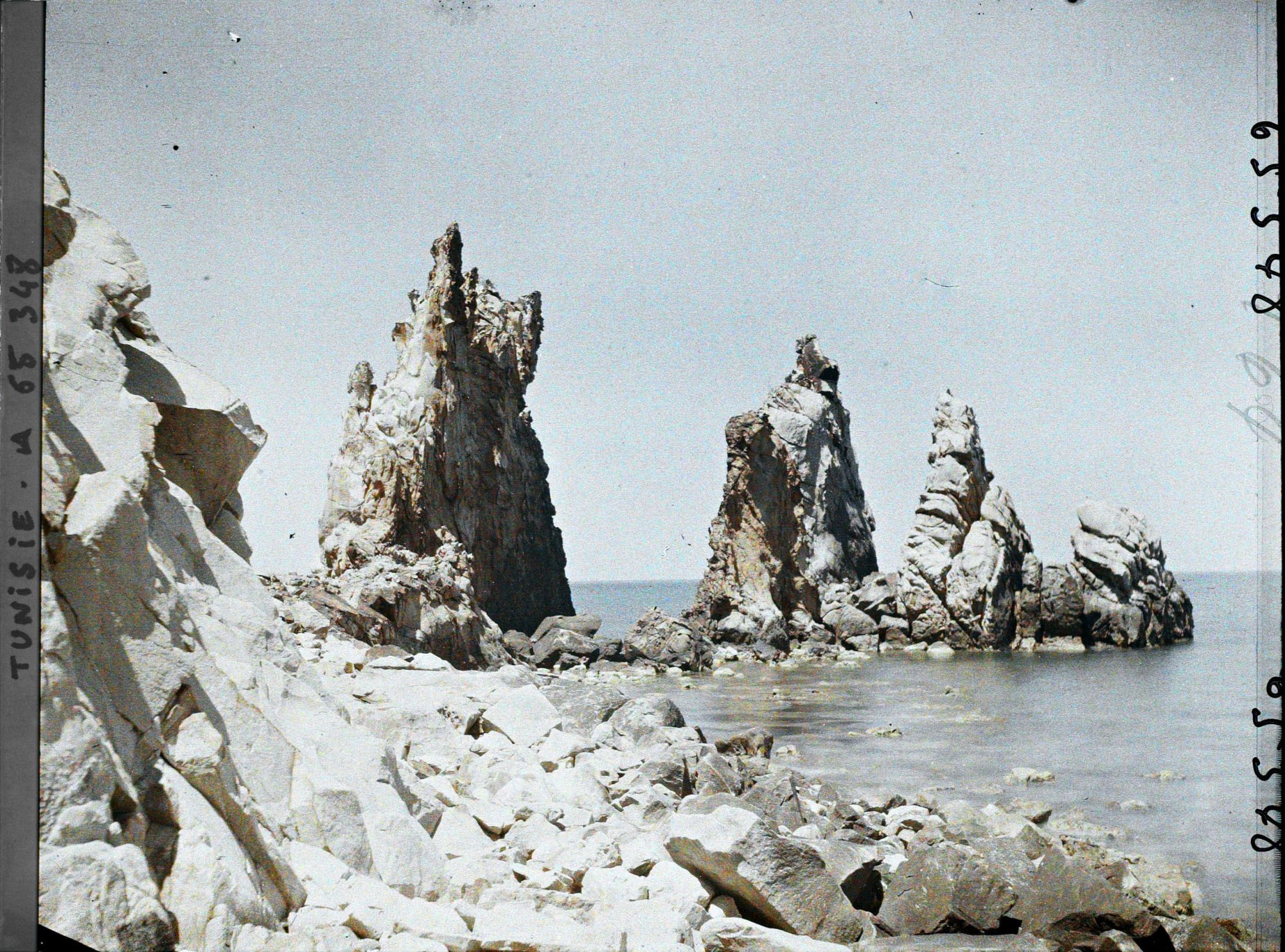 Image représentant Les aiguilles sur le rivage