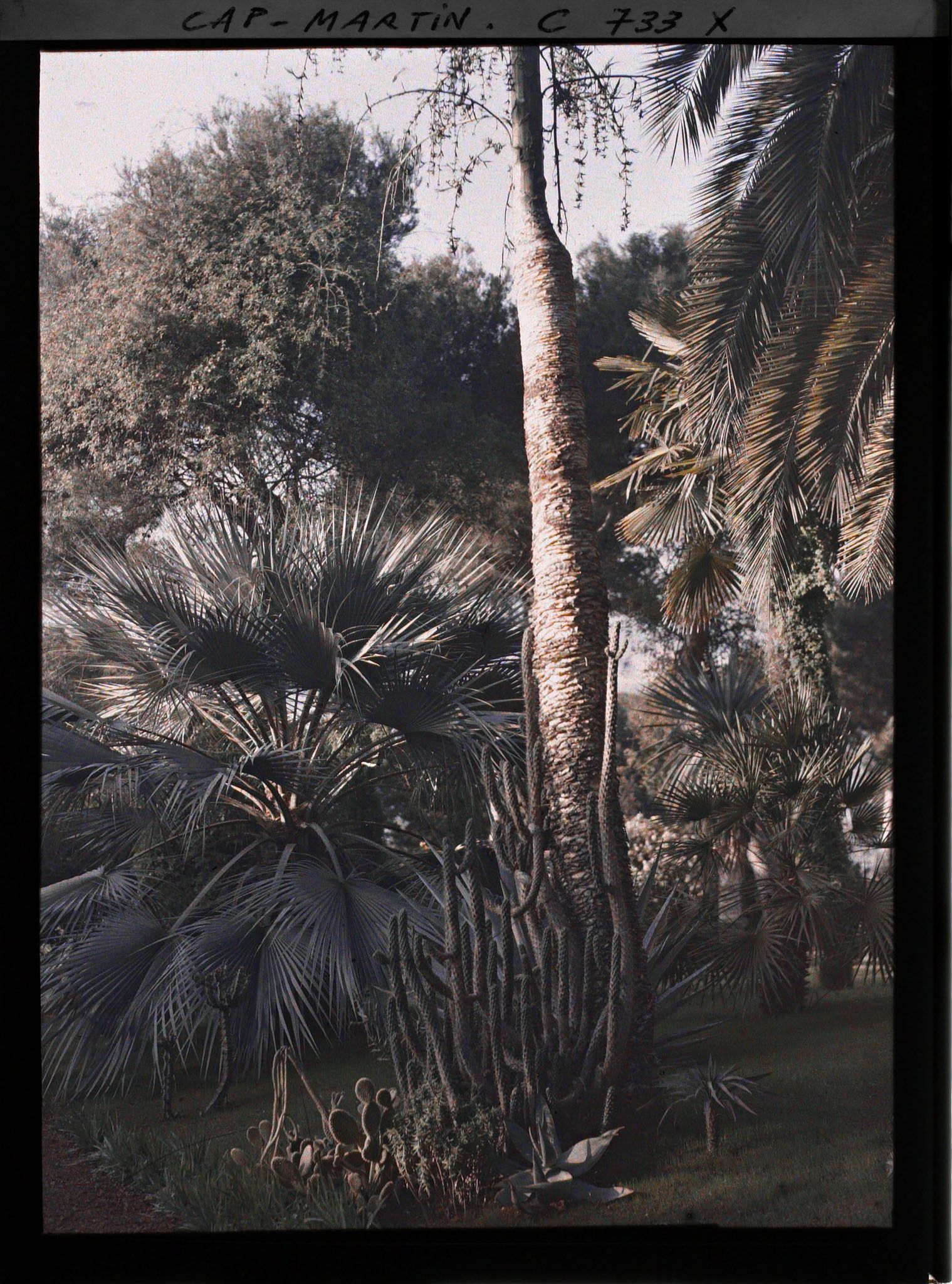 Image représentant Le jardin de l'Impératrice Eugénie