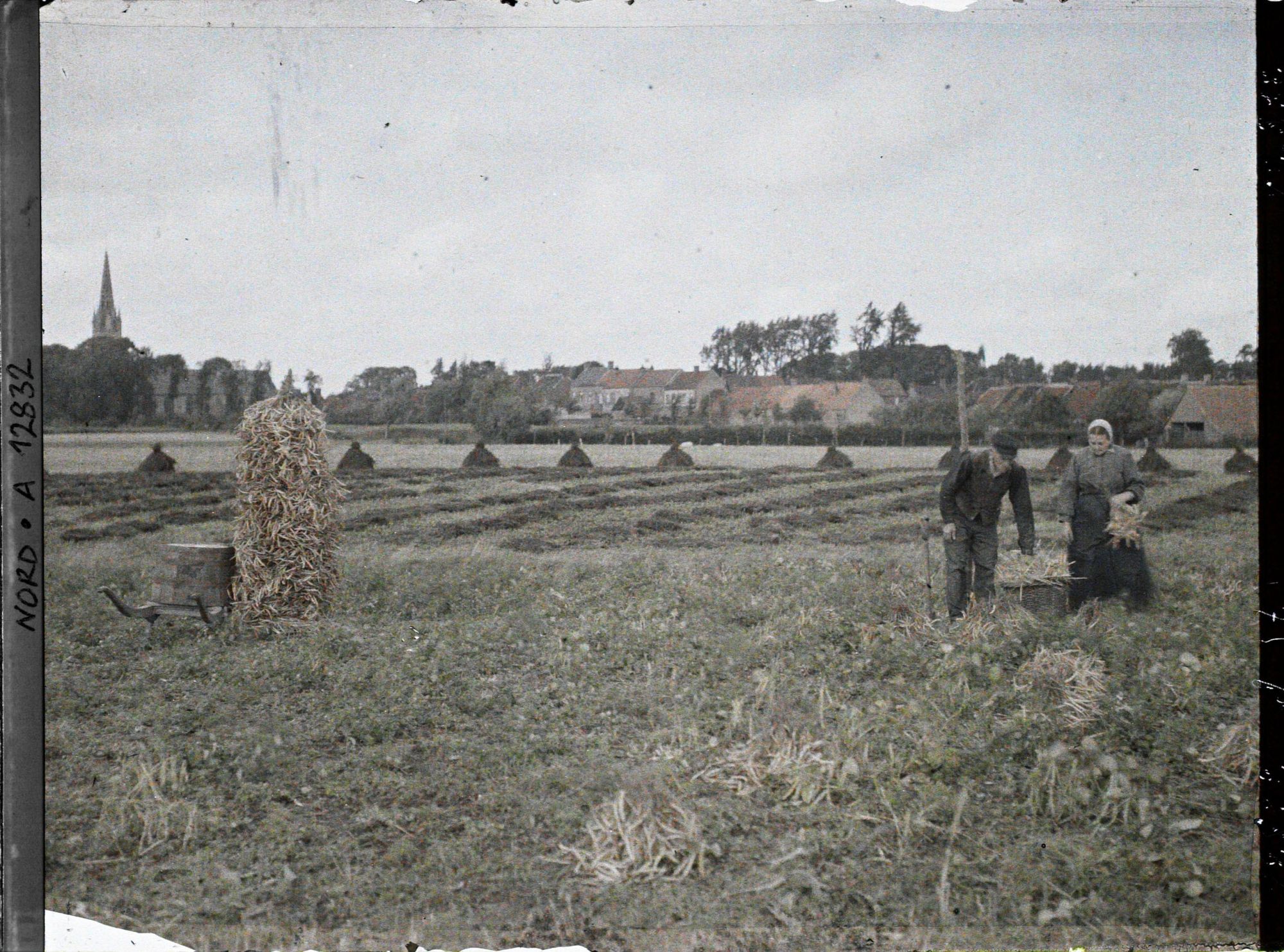 Image représentant France, Rexpoède, Les haricots