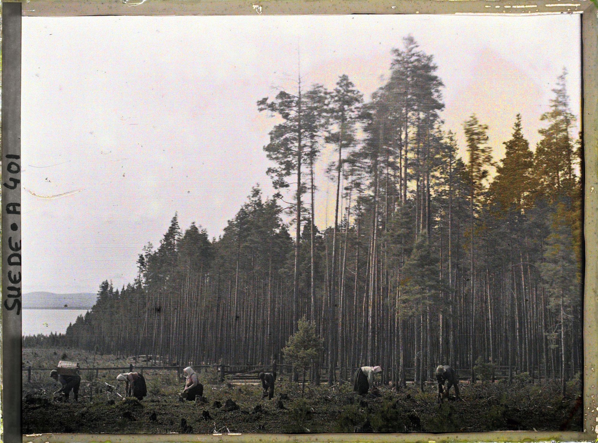 Image représentant Cueillette des myrtilles