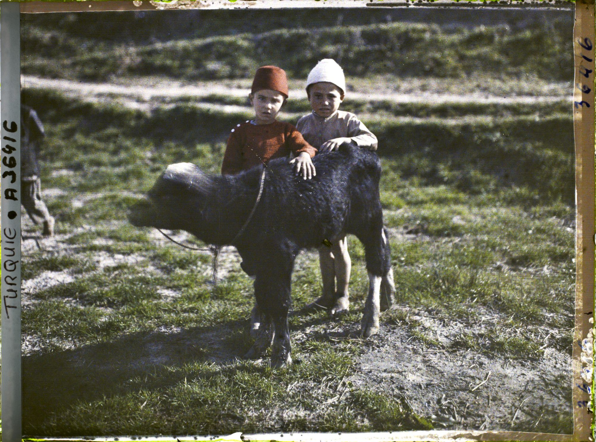 Image représentant Deux garçonnets turcs tenant un veau