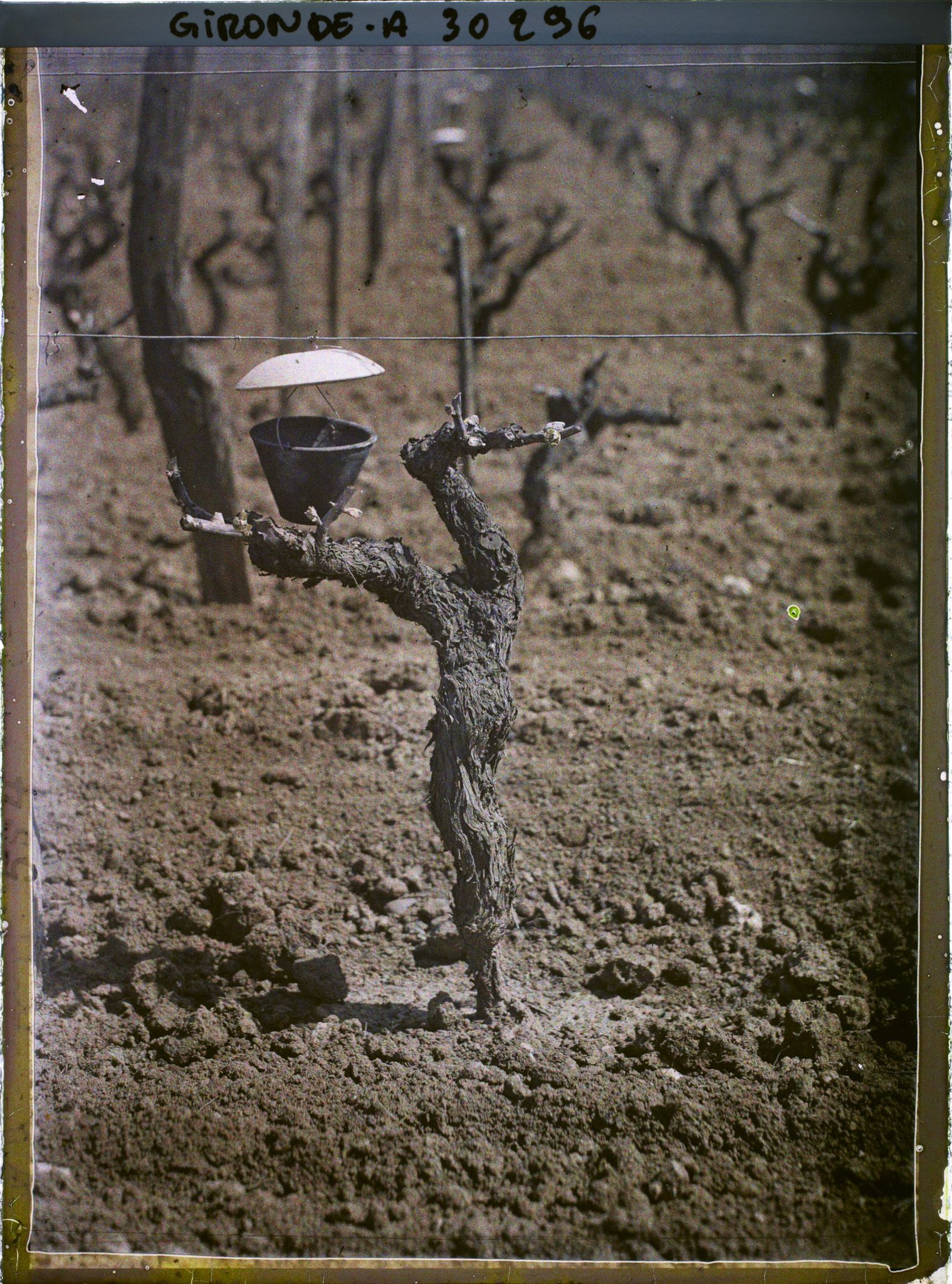 Image représentant France, Cépage (Blanc) Sémillon = le récipient suspendu au dessus du greffage est rempli de matières sucrées : c'est un piège alimentaire pour endémys