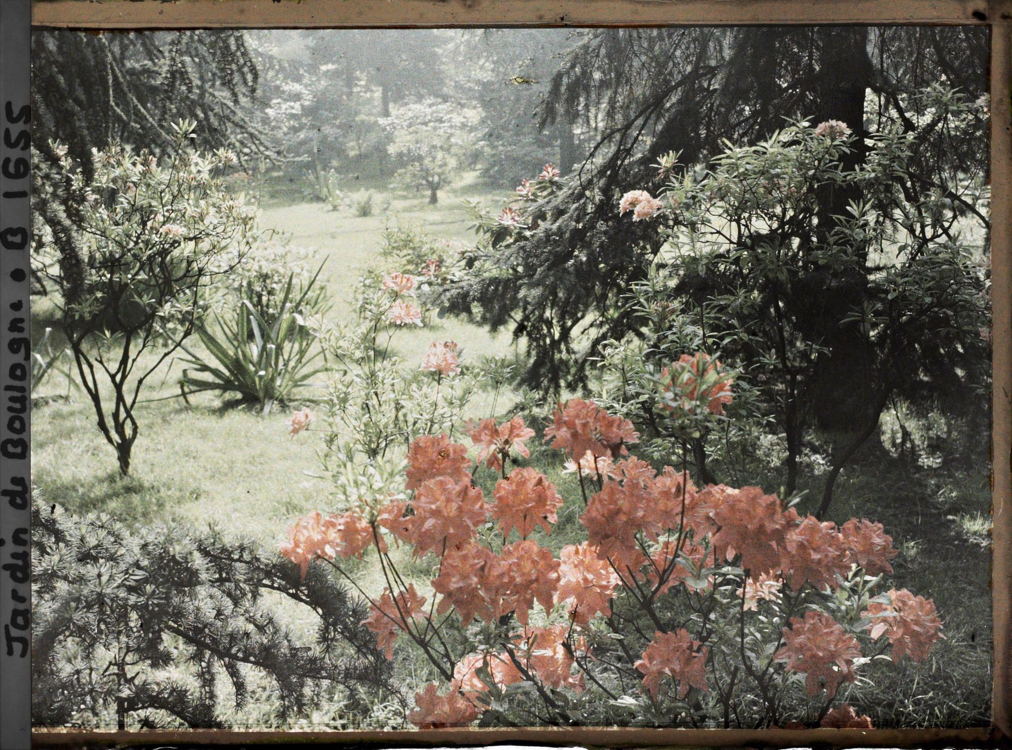 Image représentant Azalées près de l'étang