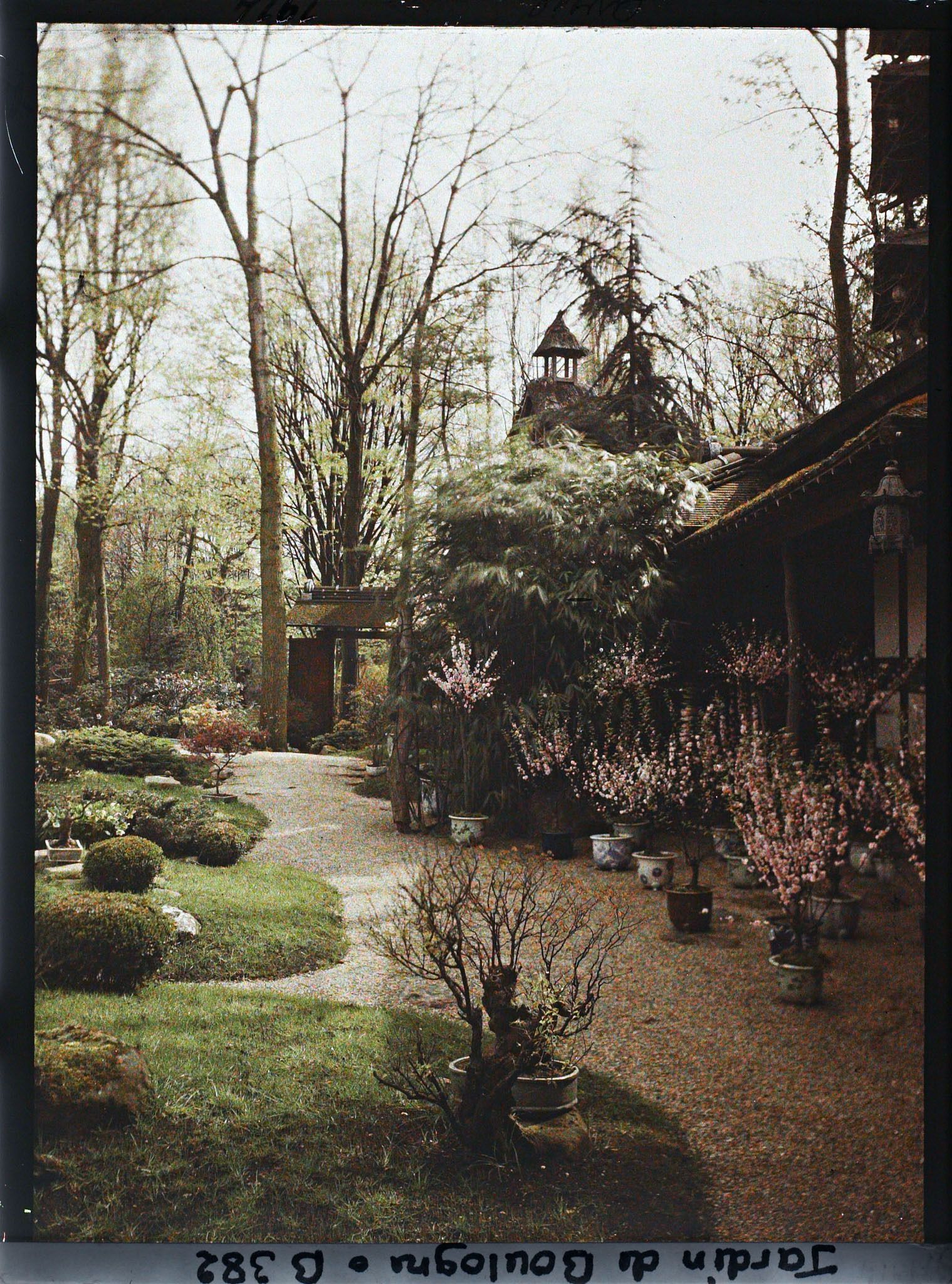 Image représentant Allée principale du " village japonais " longeant la maison est, ornée d'arbres en pots fleuris