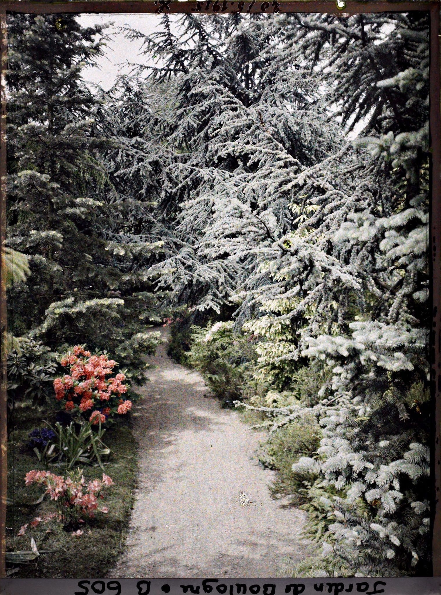 Image représentant Forêt bleue