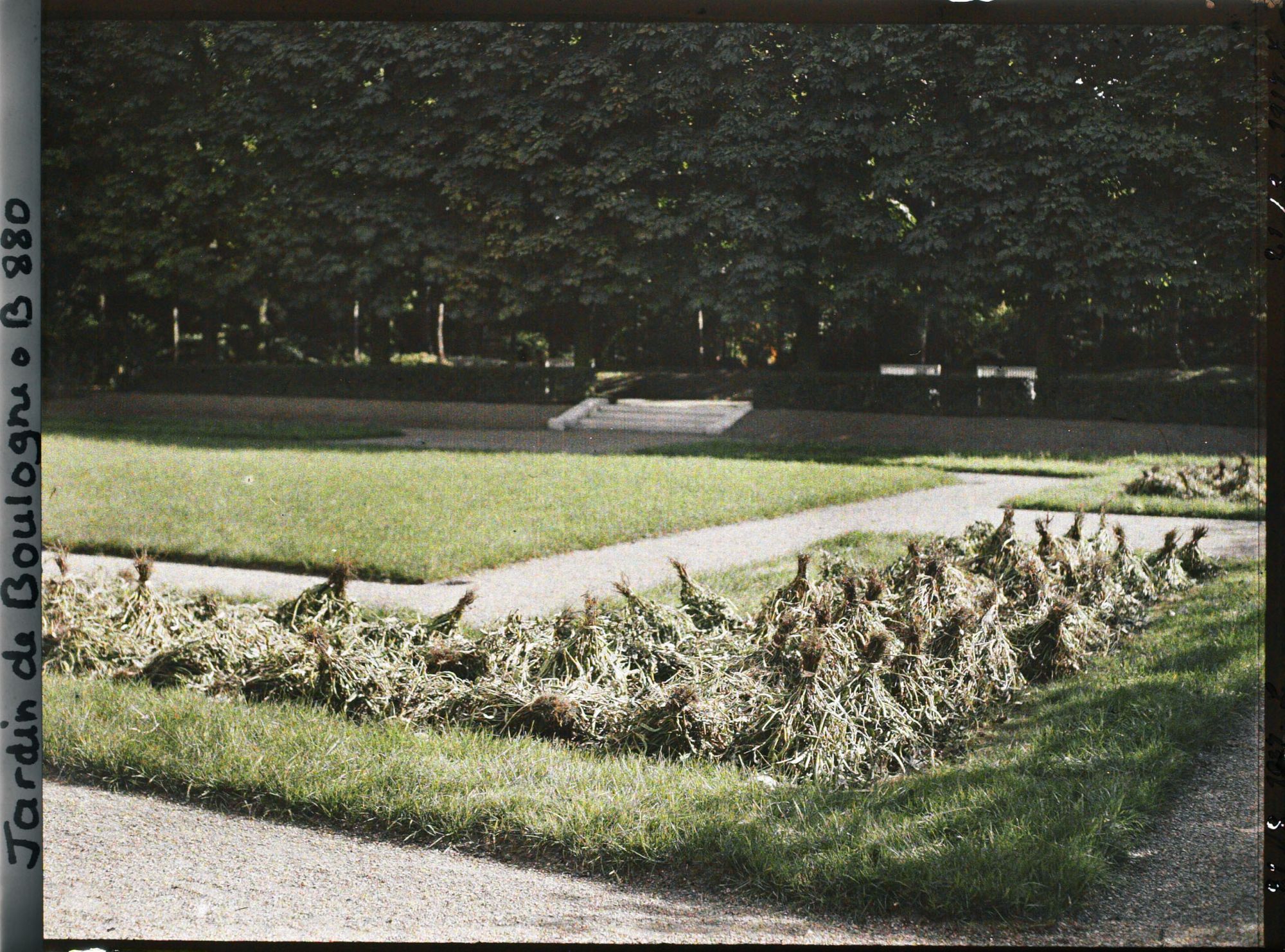 Image représentant Le jardin français vu depuis le parterre nord-ouest planté de haricots ?