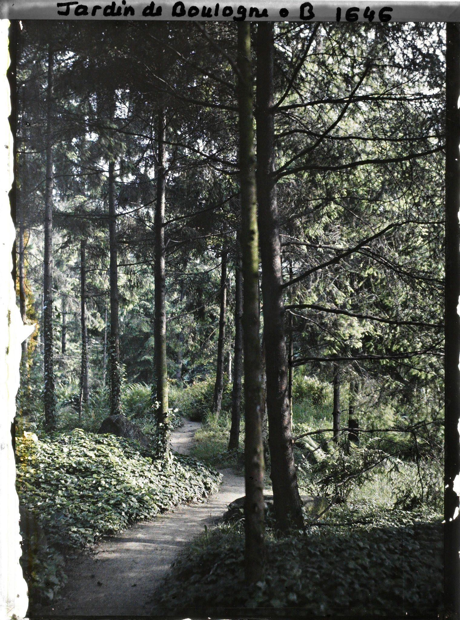 Image représentant Une allée dans la forêt vosgienne