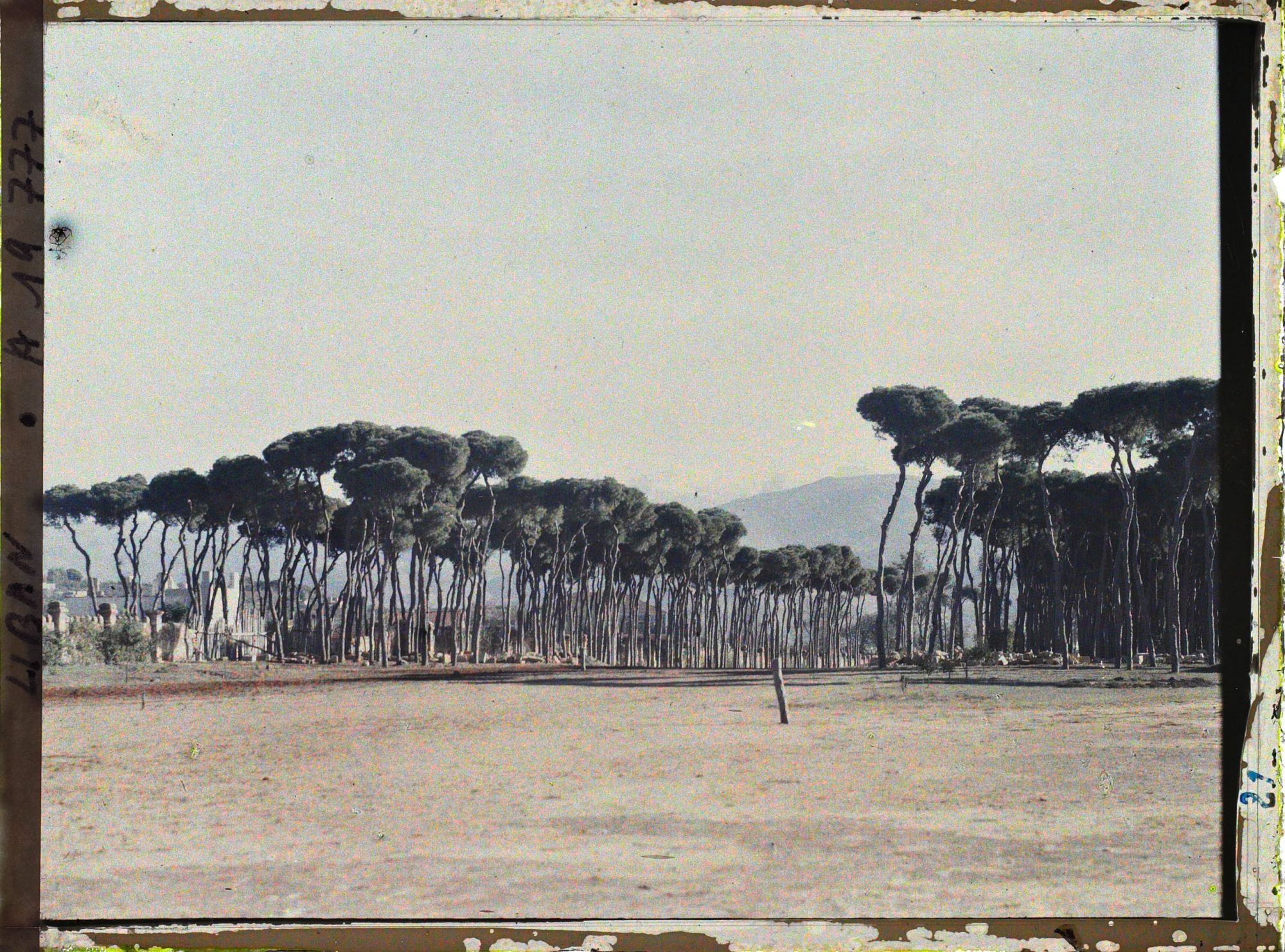 Image représentant Le bois des Pins