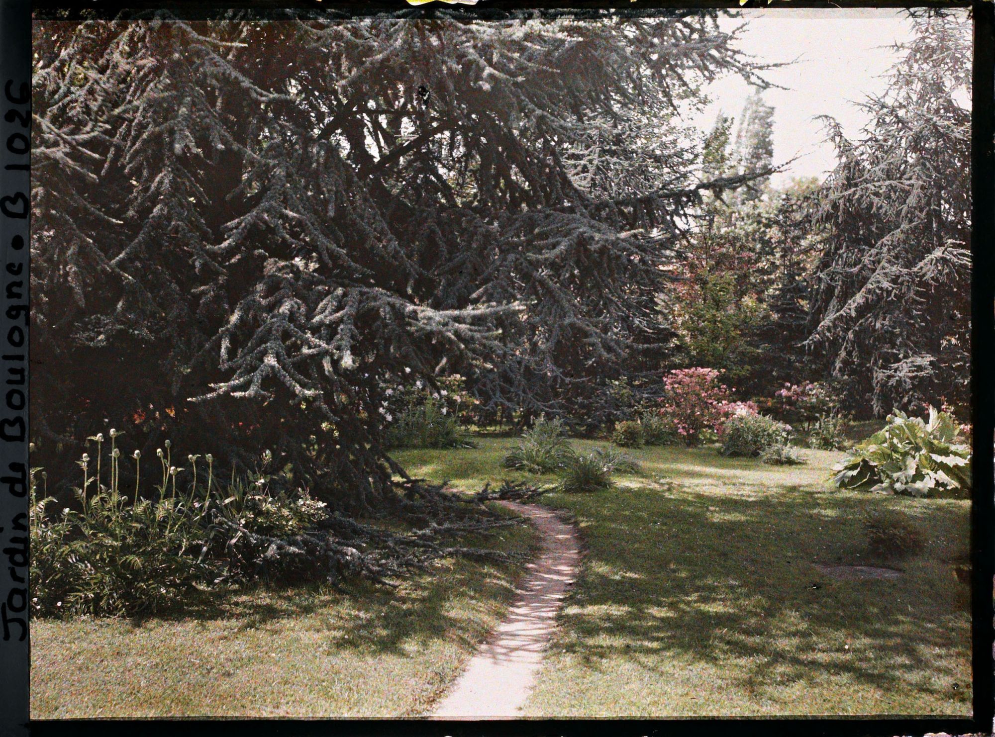 Image représentant Grand cèdre situé au bord du chemin menant vers l'ouest, près du marais entouré de pelouse fleurie