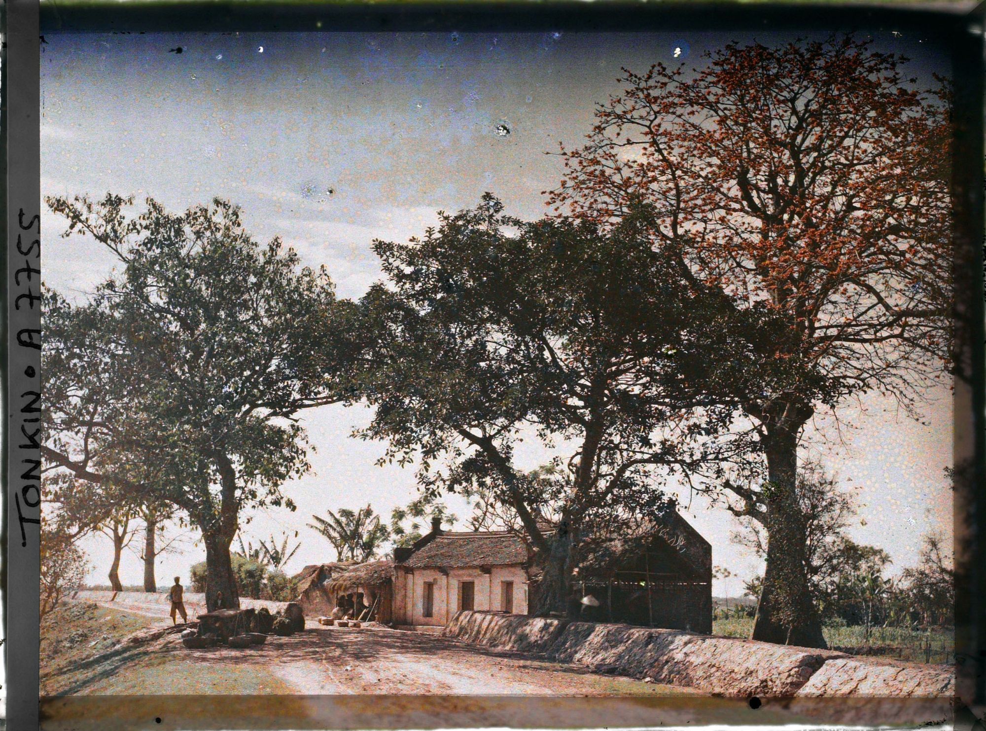 Image représentant Des kapokiers en fleurs aux abords d'un village, le long de la route