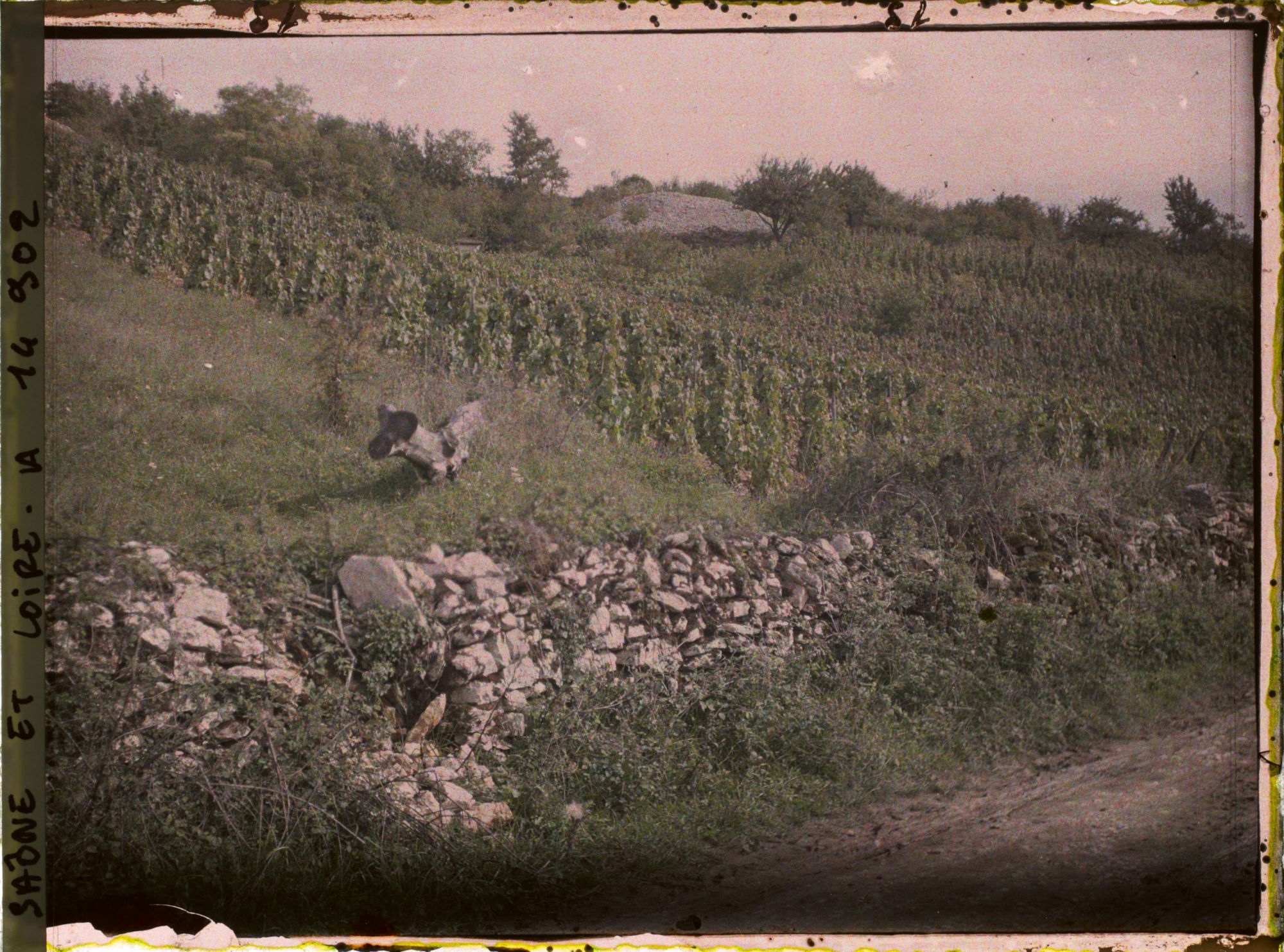 Image représentant Vignoble sur un terrain vallonné et muret en pierres sèches