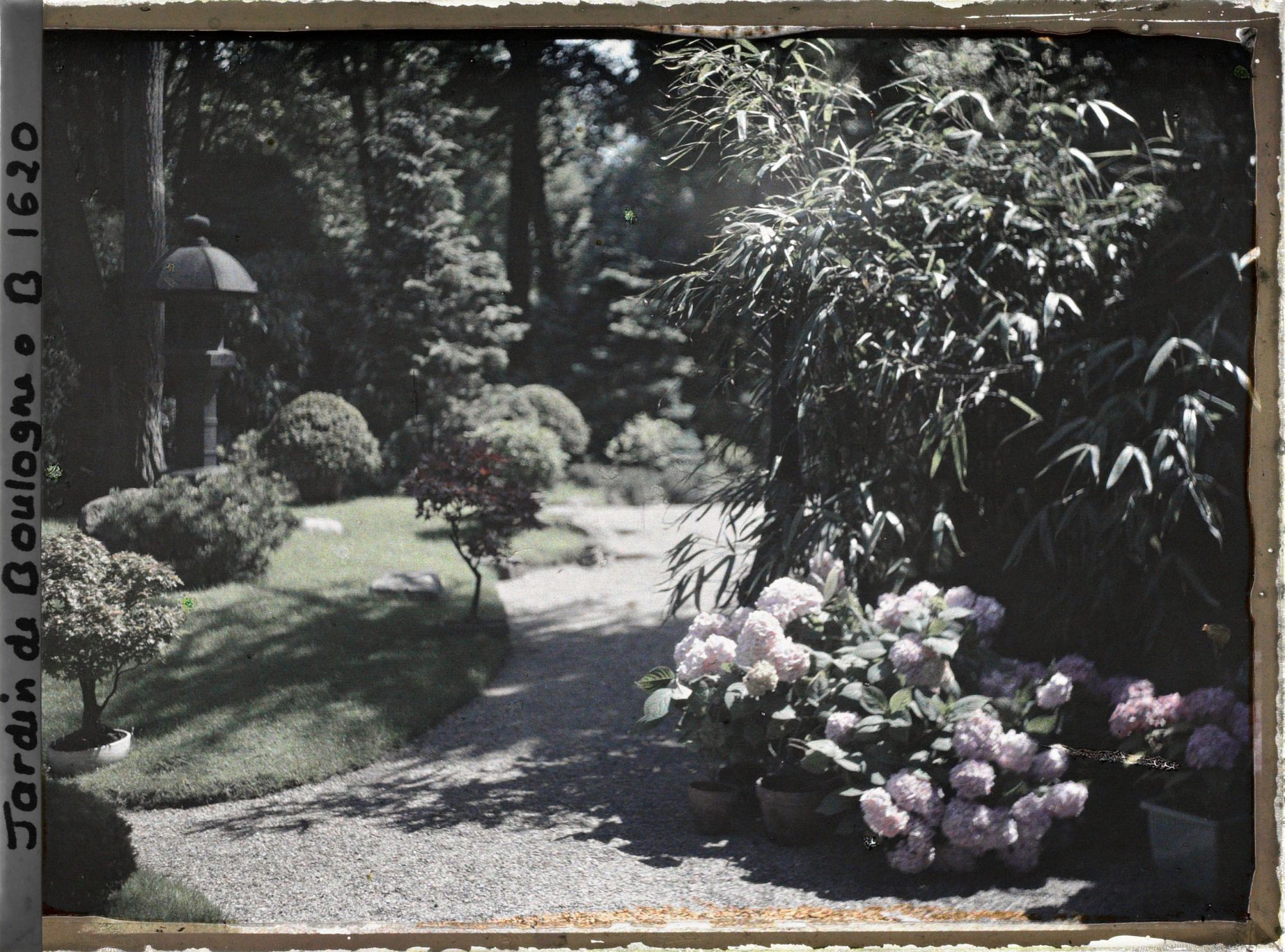 Image représentant Bonsaïs dans le jardin du " village japonais " et hortensias en pots près de la maison est